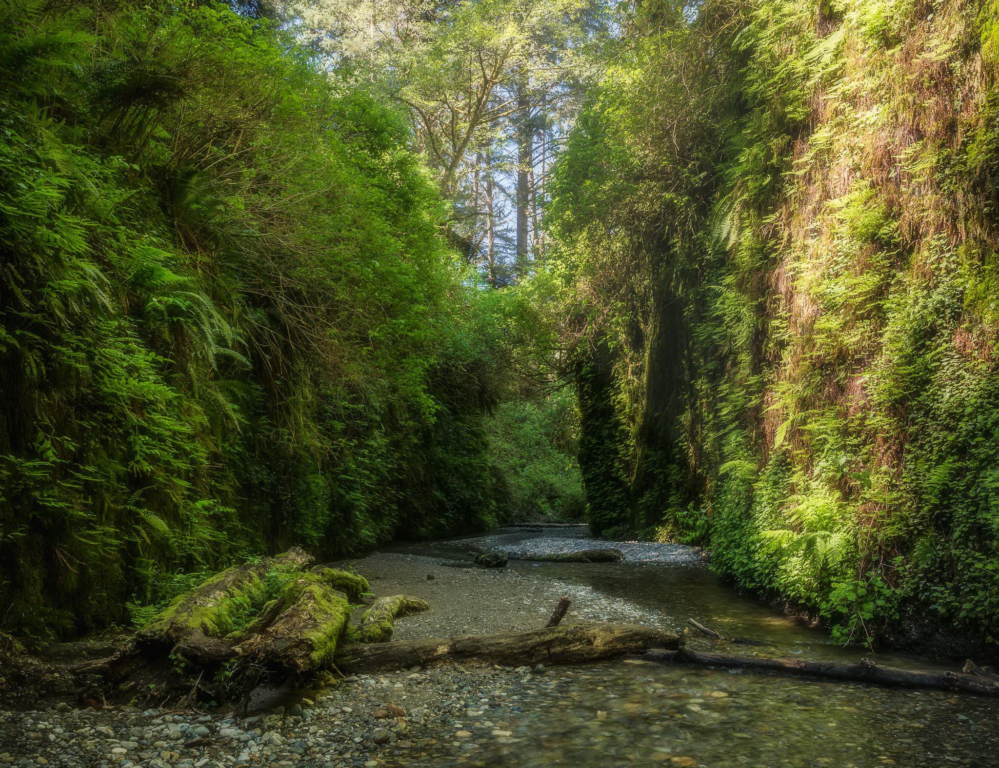 Fern Canyon in California, USA HD Wallpaper