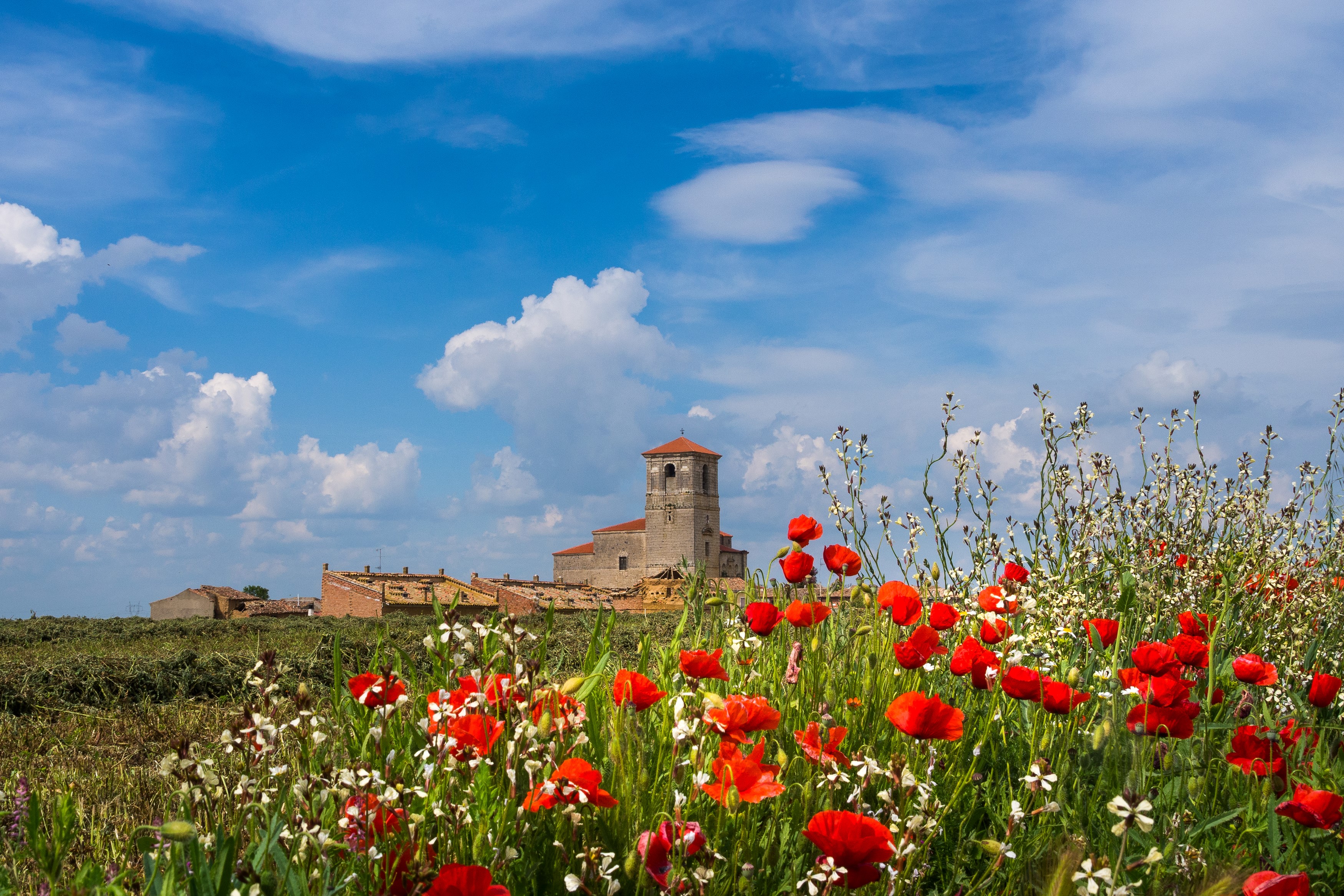 Poppies in front of a church in Castilla, Spain HD Wallpaper