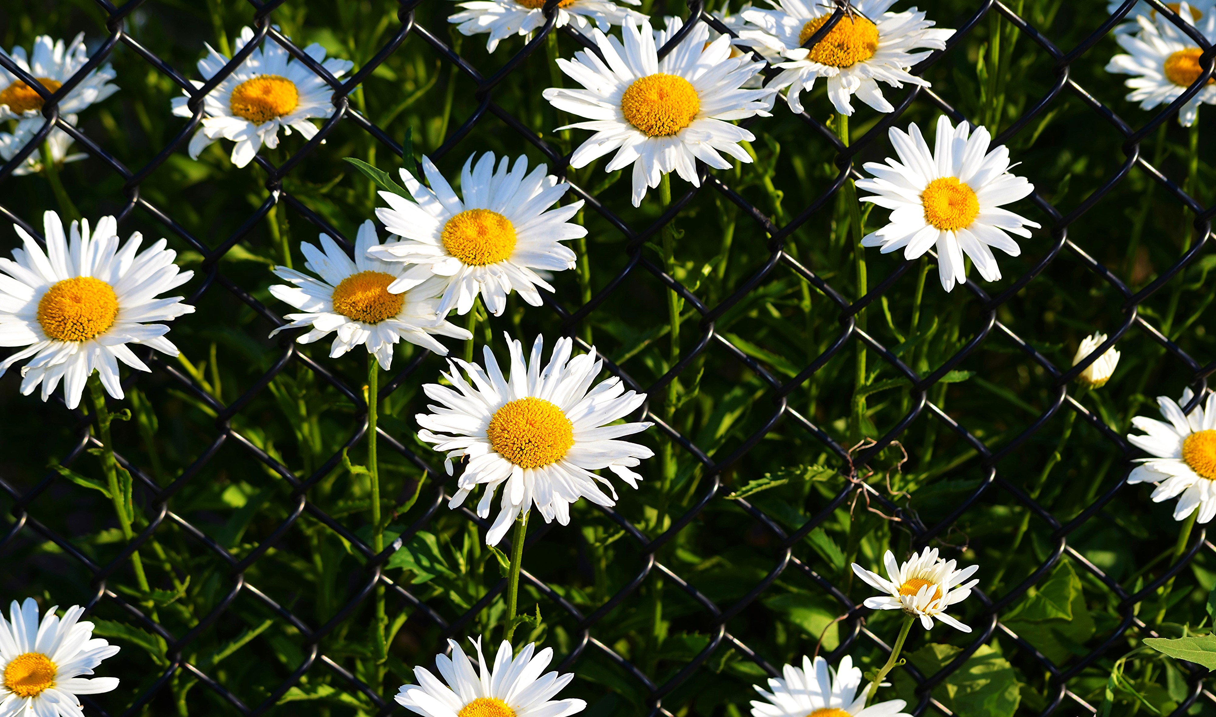 Daisies Behind a Chain-link Fence HD Wallpaper