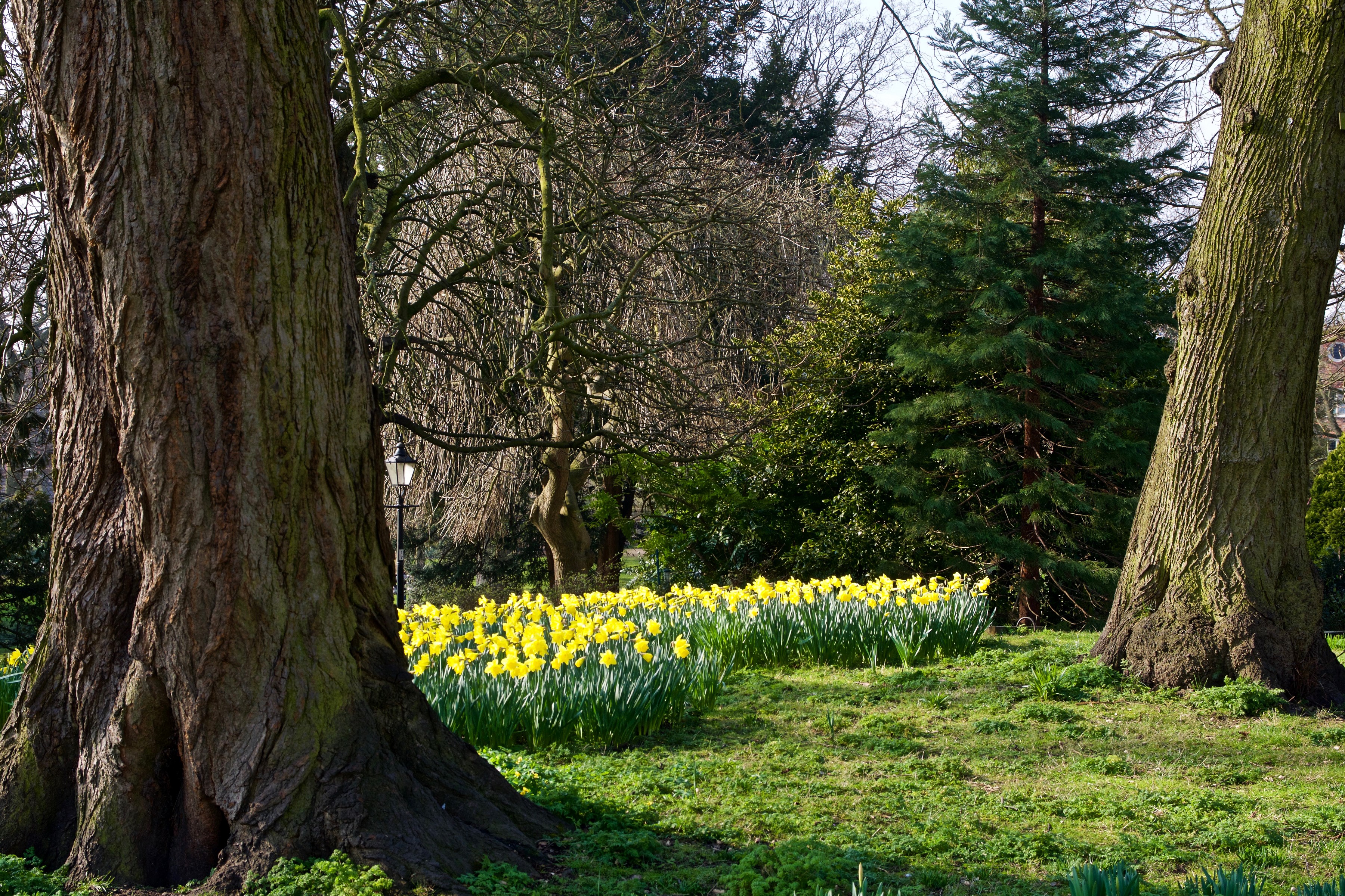 Park with daffodils and large trees in York, UK HD Wallpaper