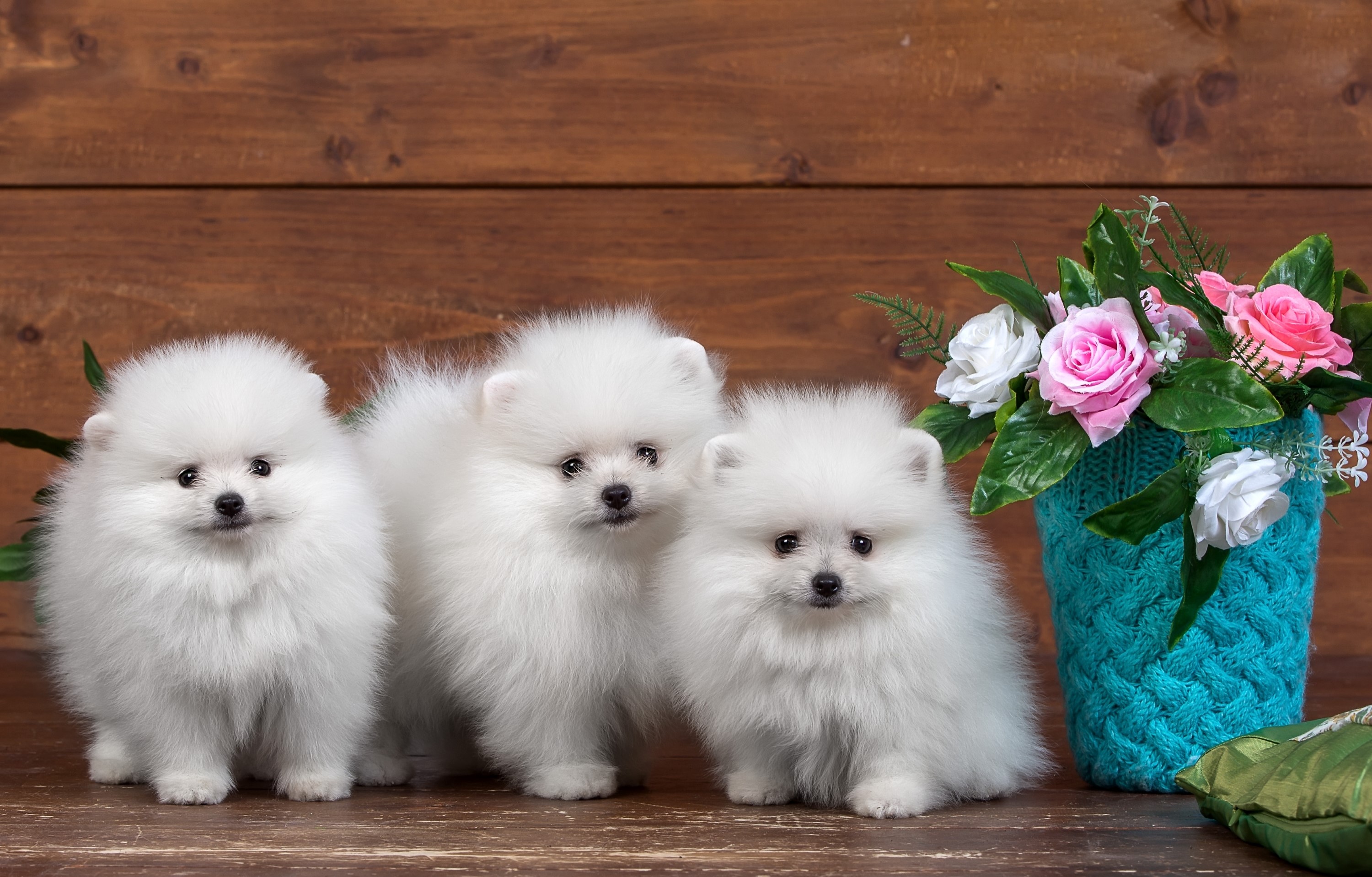Three white Pomeranian puppies with flowers HD Wallpaper