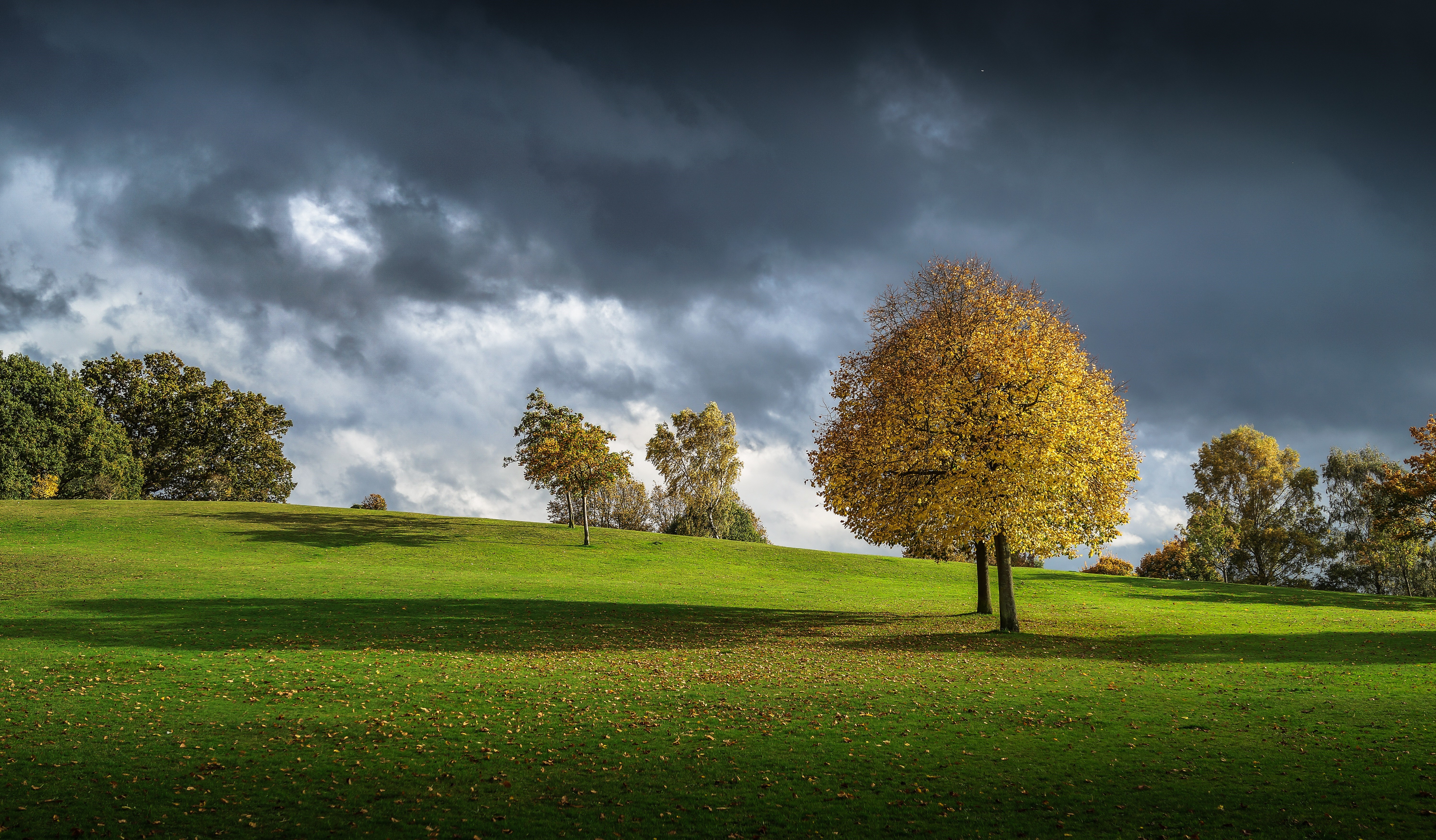 Autumn trees on a grassy hill under thunderclouds HD Wallpaper
