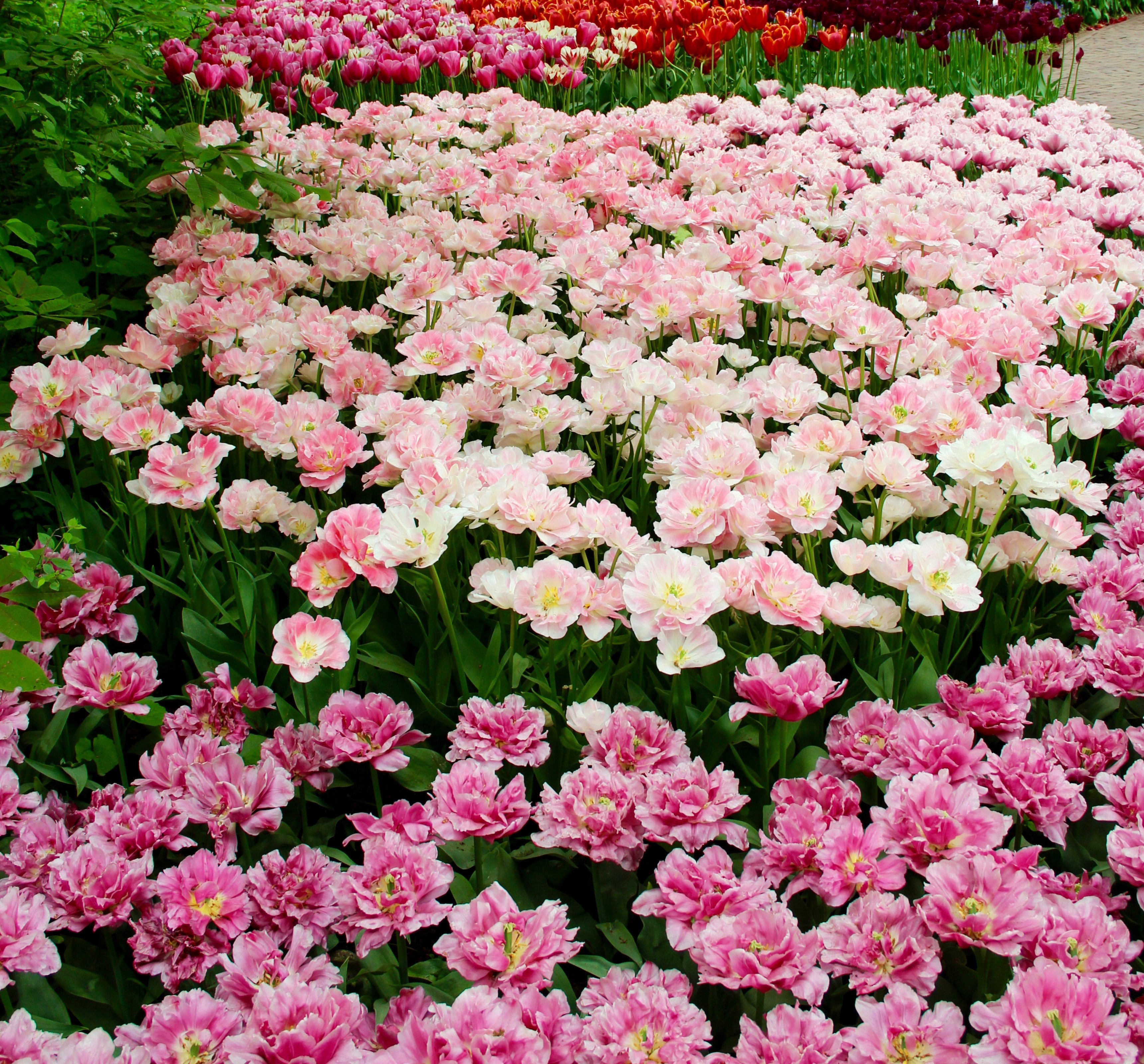 Vibrant Field of Multicolored Tulips HD Wallpaper