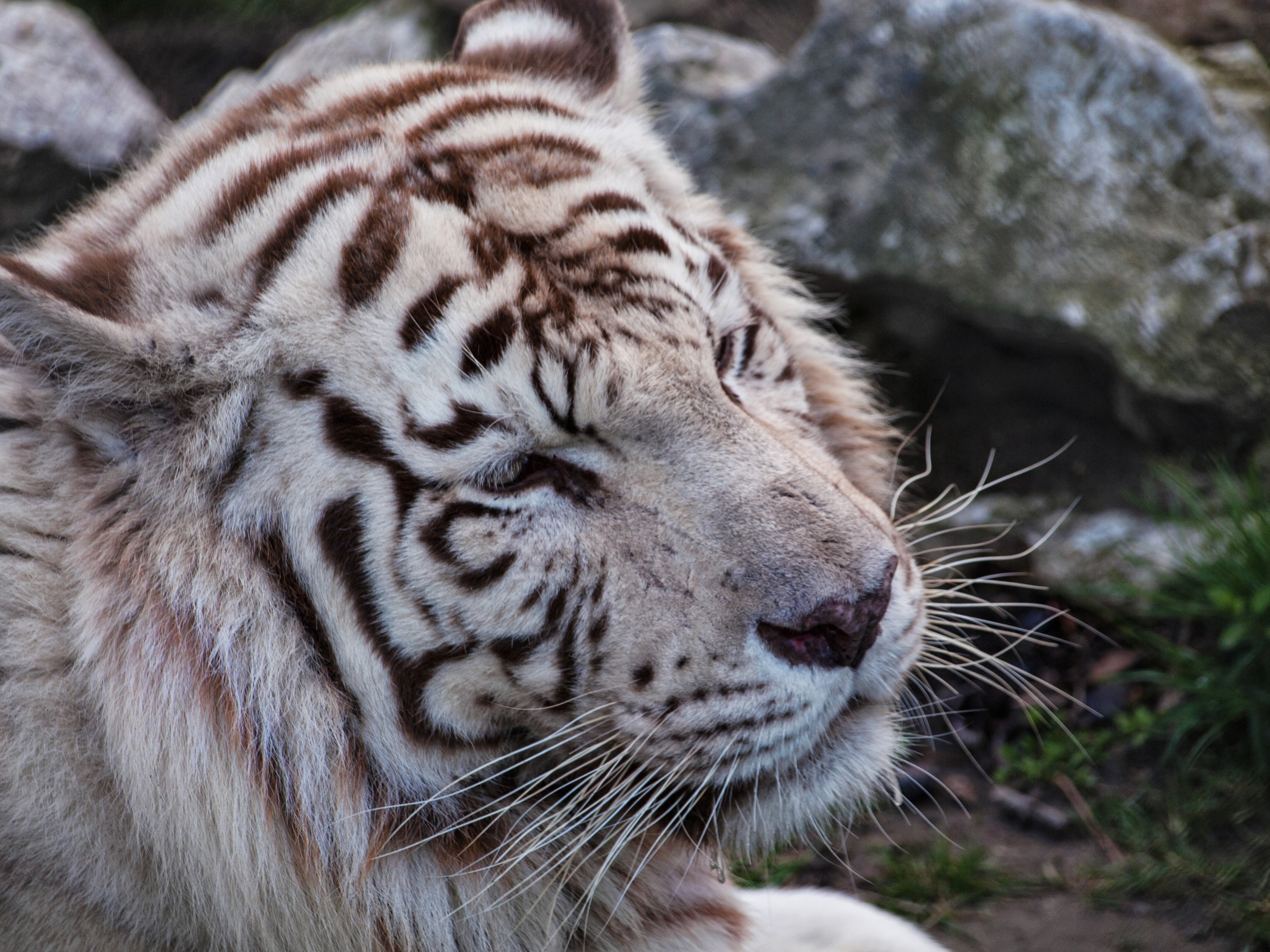 Close-up of a white tiger's face HD Wallpaper