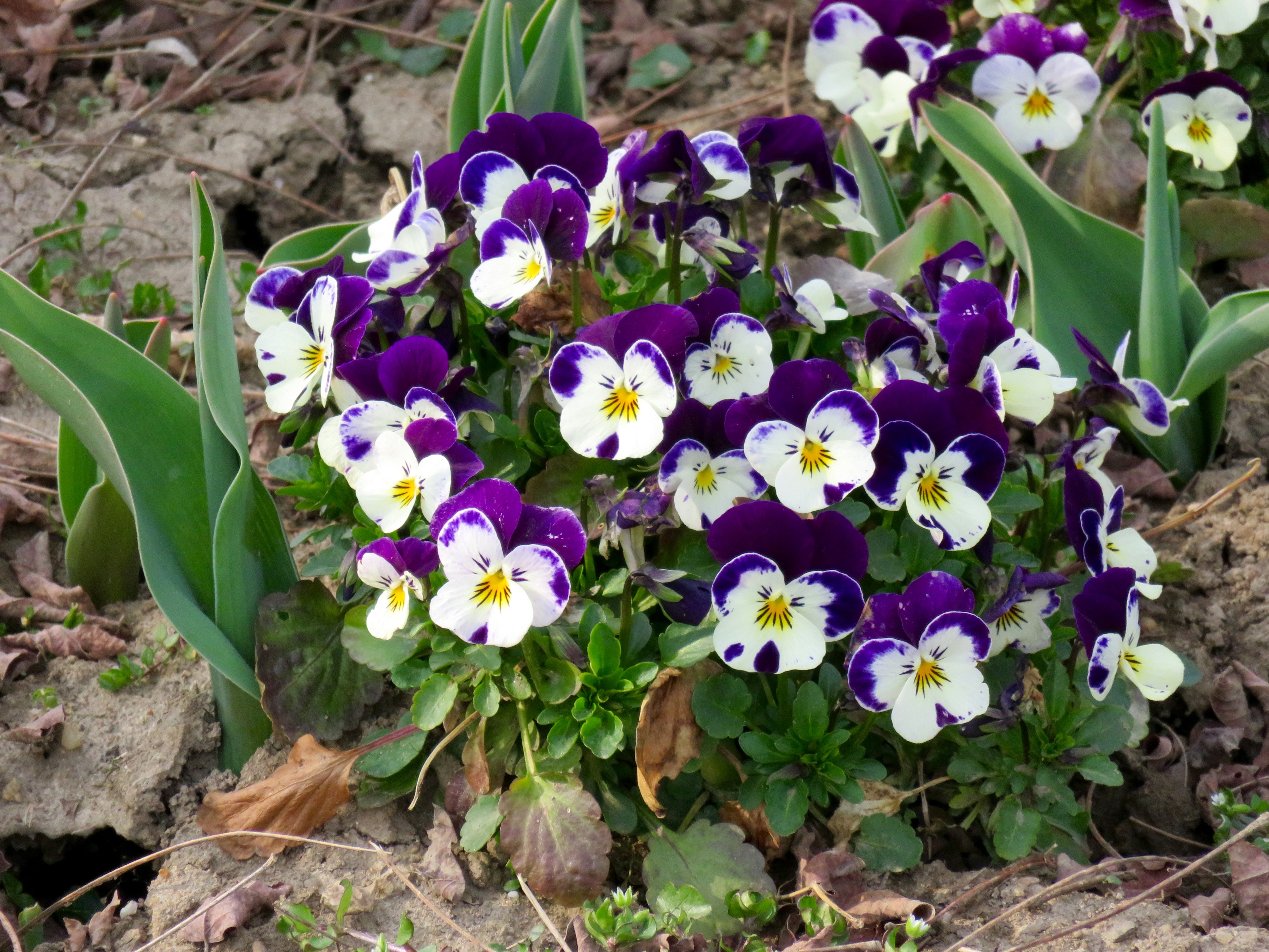 Purple and white pansies in soil HD Wallpaper