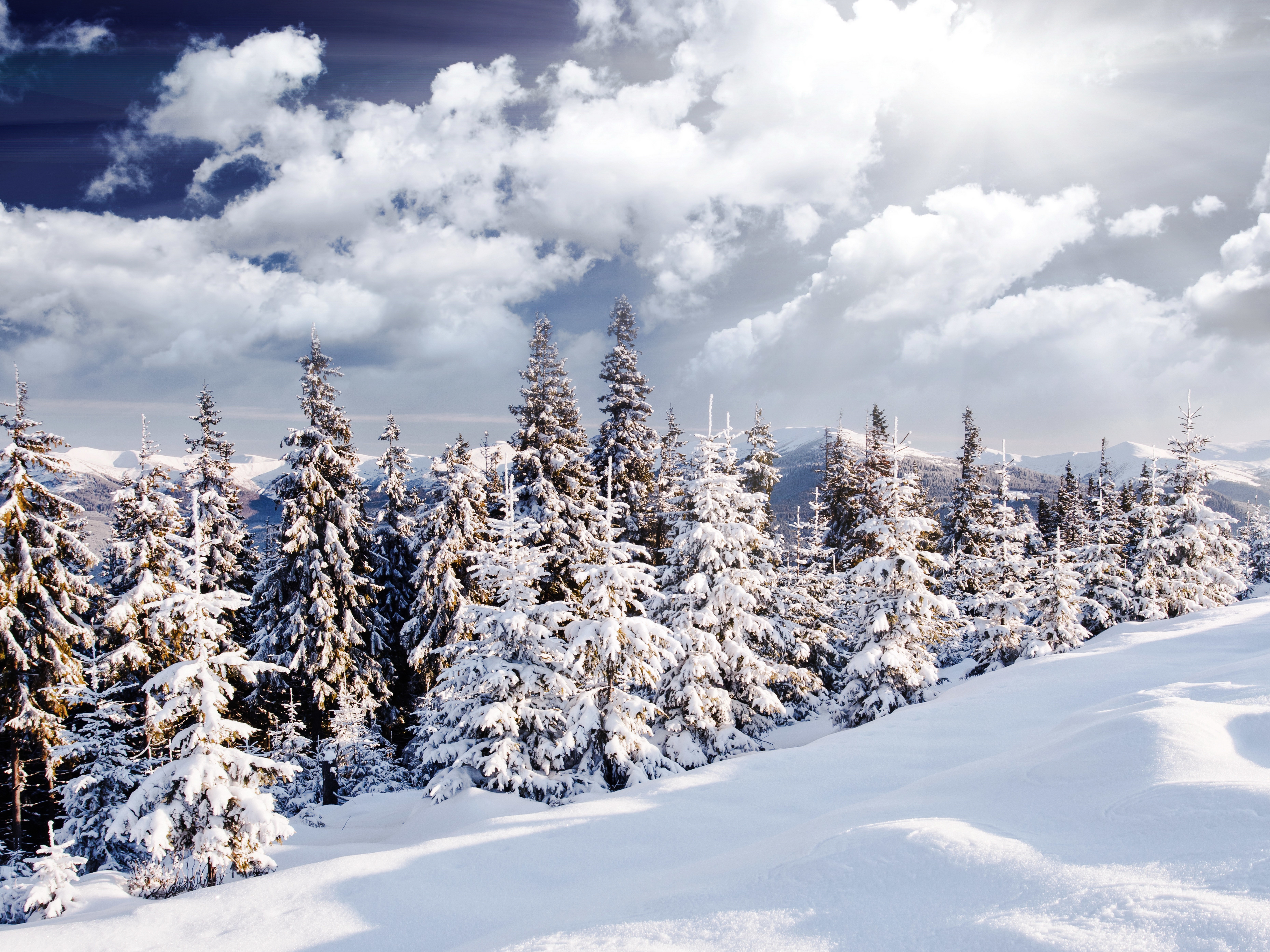 Snowy Spruce Trees Under Cloudy Sky HD Wallpaper