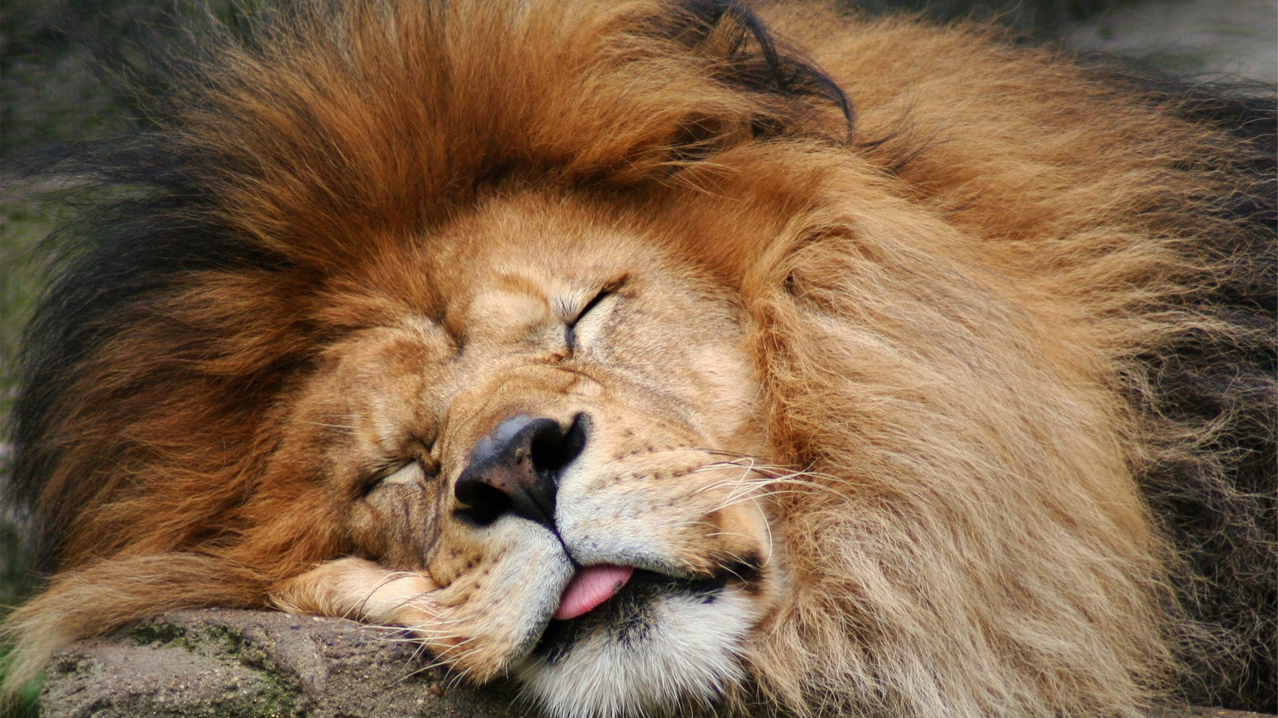 Lion sleeping with tongue out on a rock HD Wallpaper