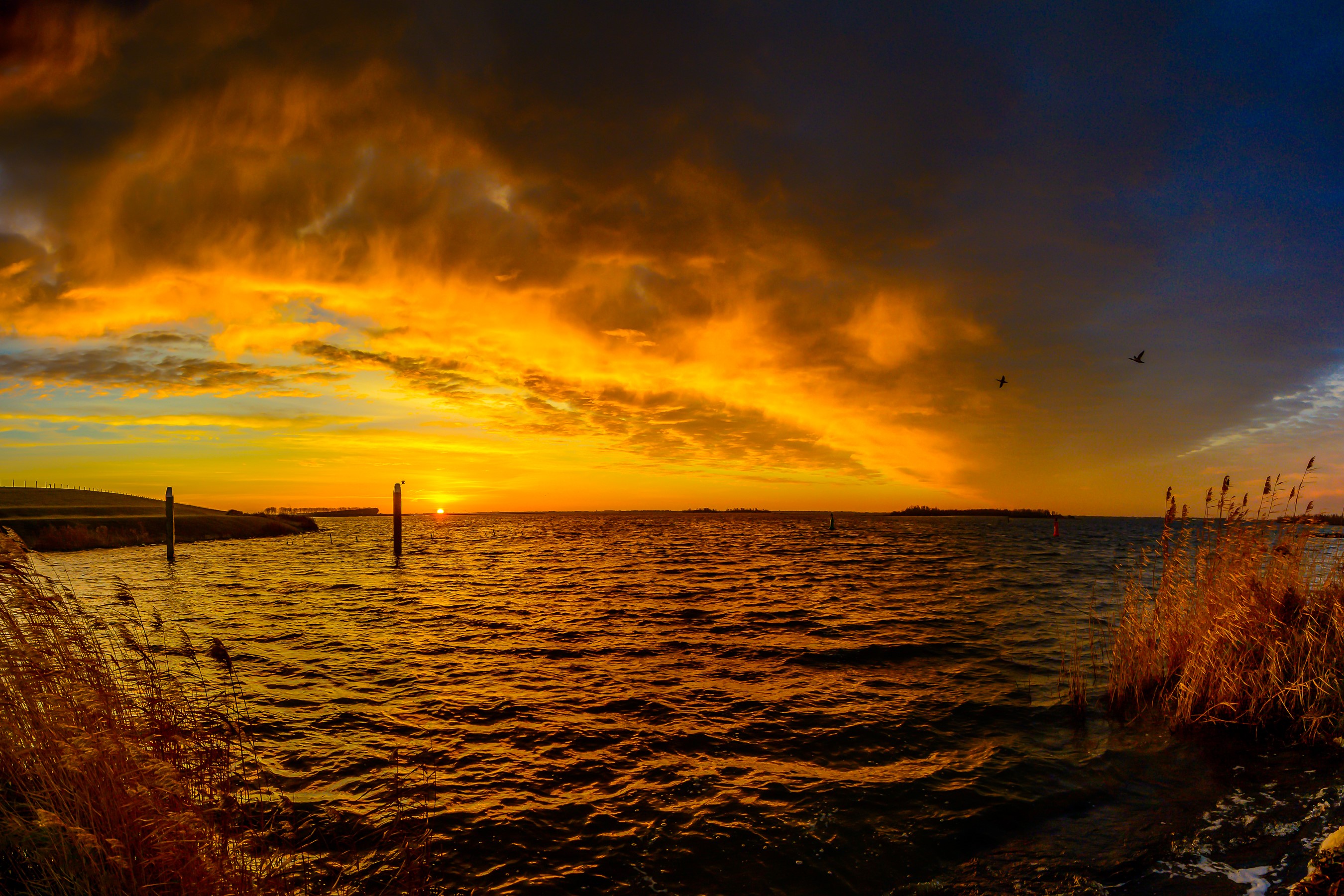 Sunset over a body of water with reeds and birds HD Wallpaper