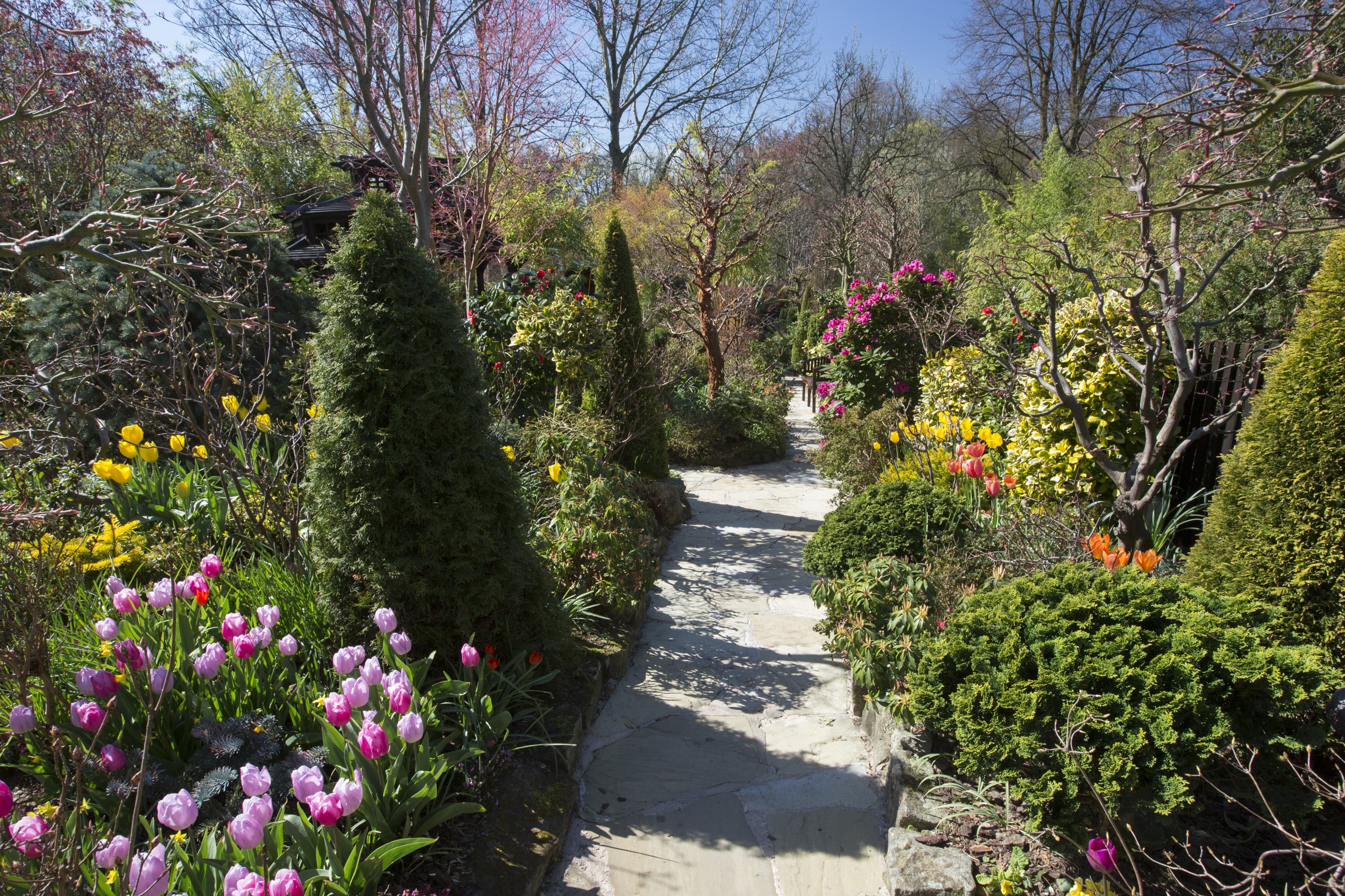 Walsall Garden in England with Tulips and Shrubs HD Wallpaper