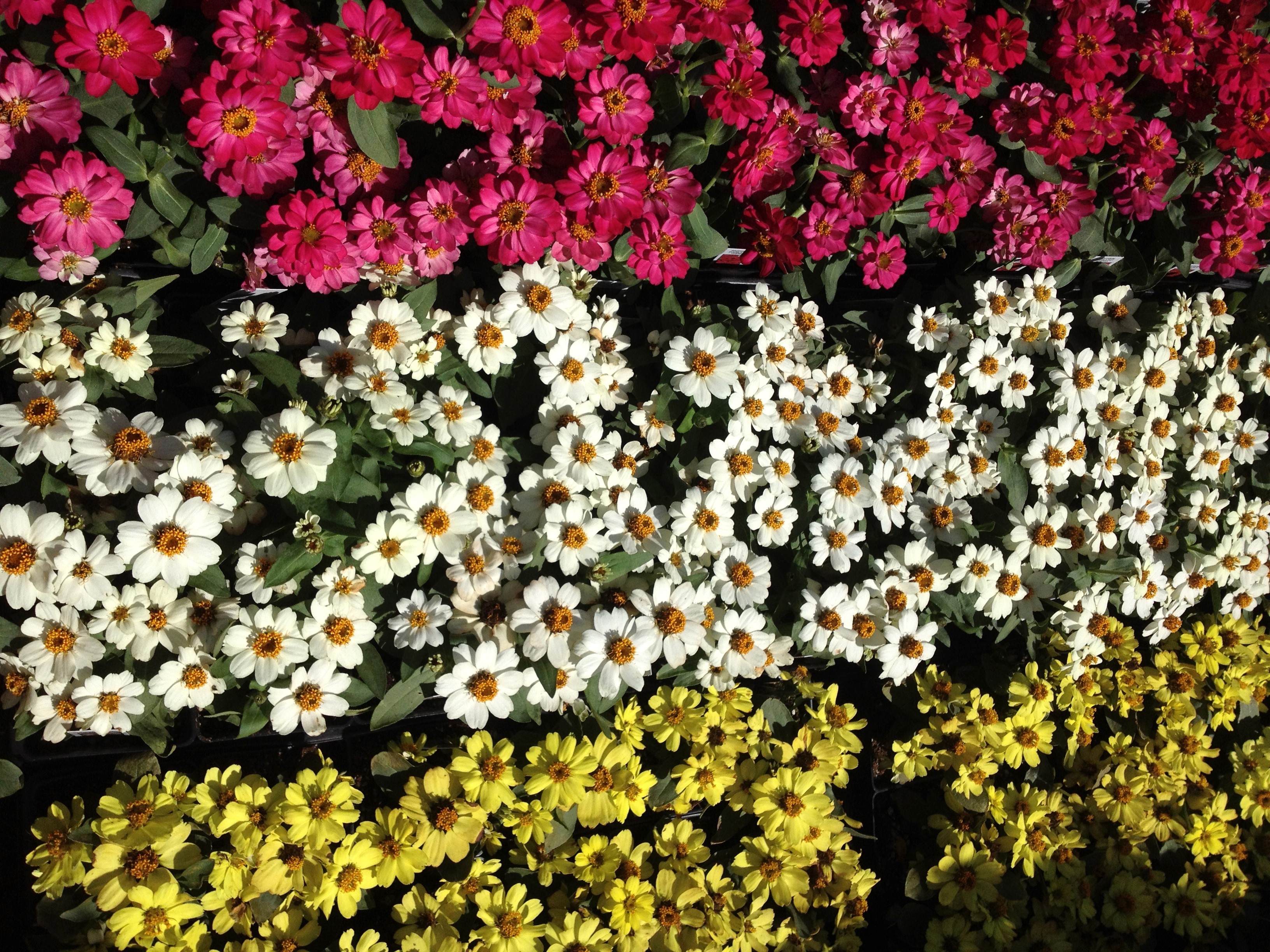 Rows of colorful Zinnias in bloom HD Wallpaper