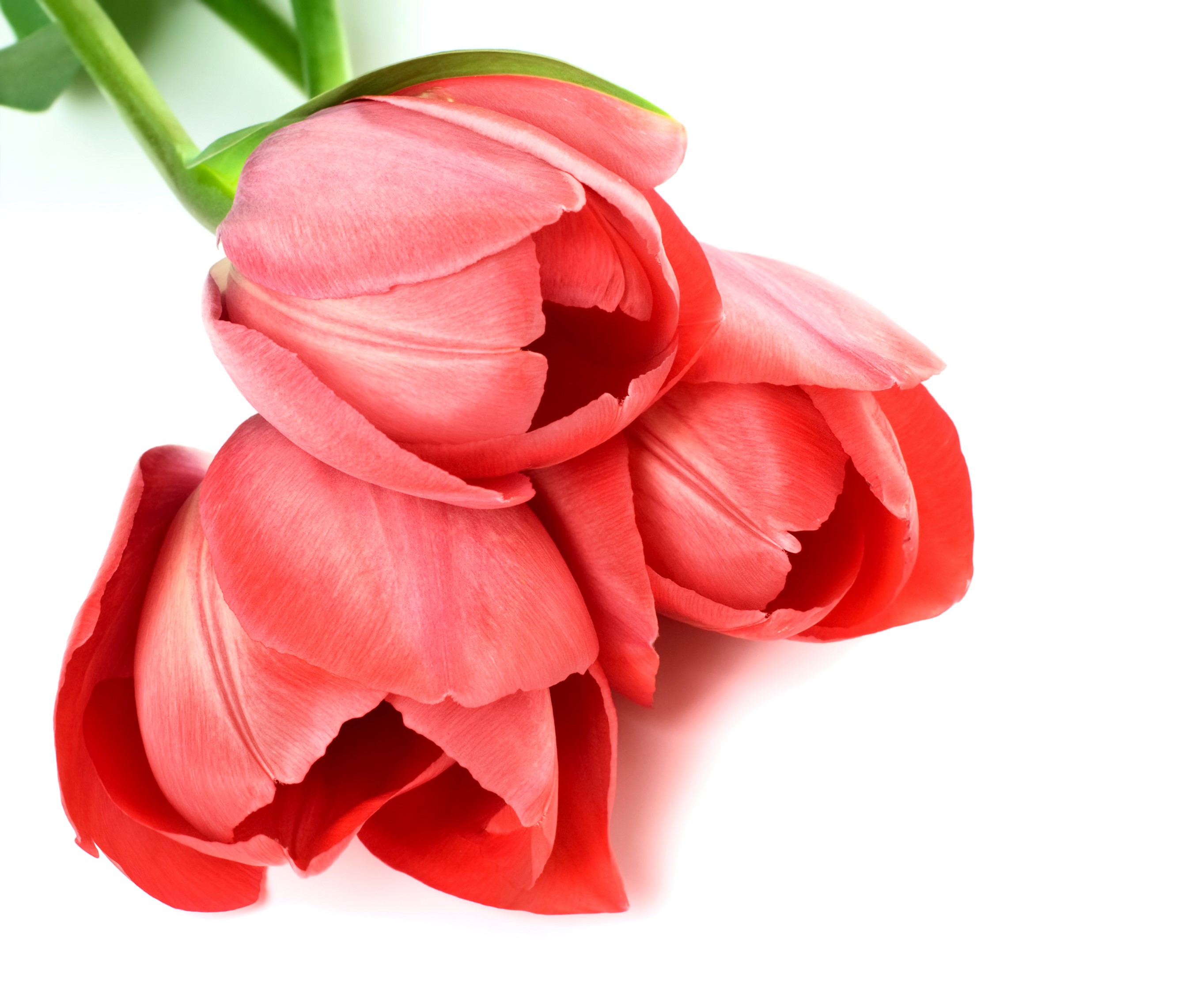 Three red tulips on a white background HD Wallpaper