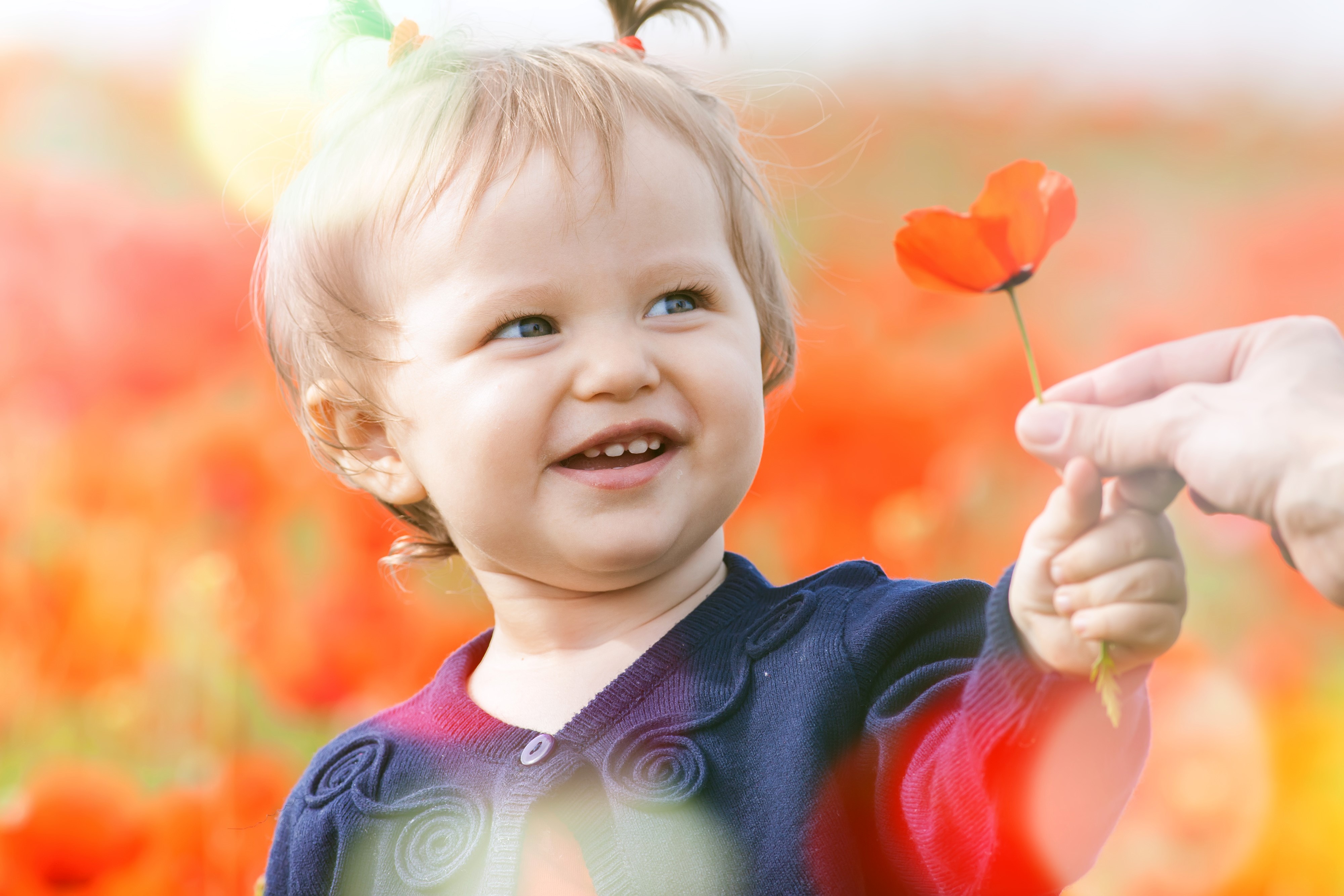 Little girl in poppy field holding a flower HD Wallpaper