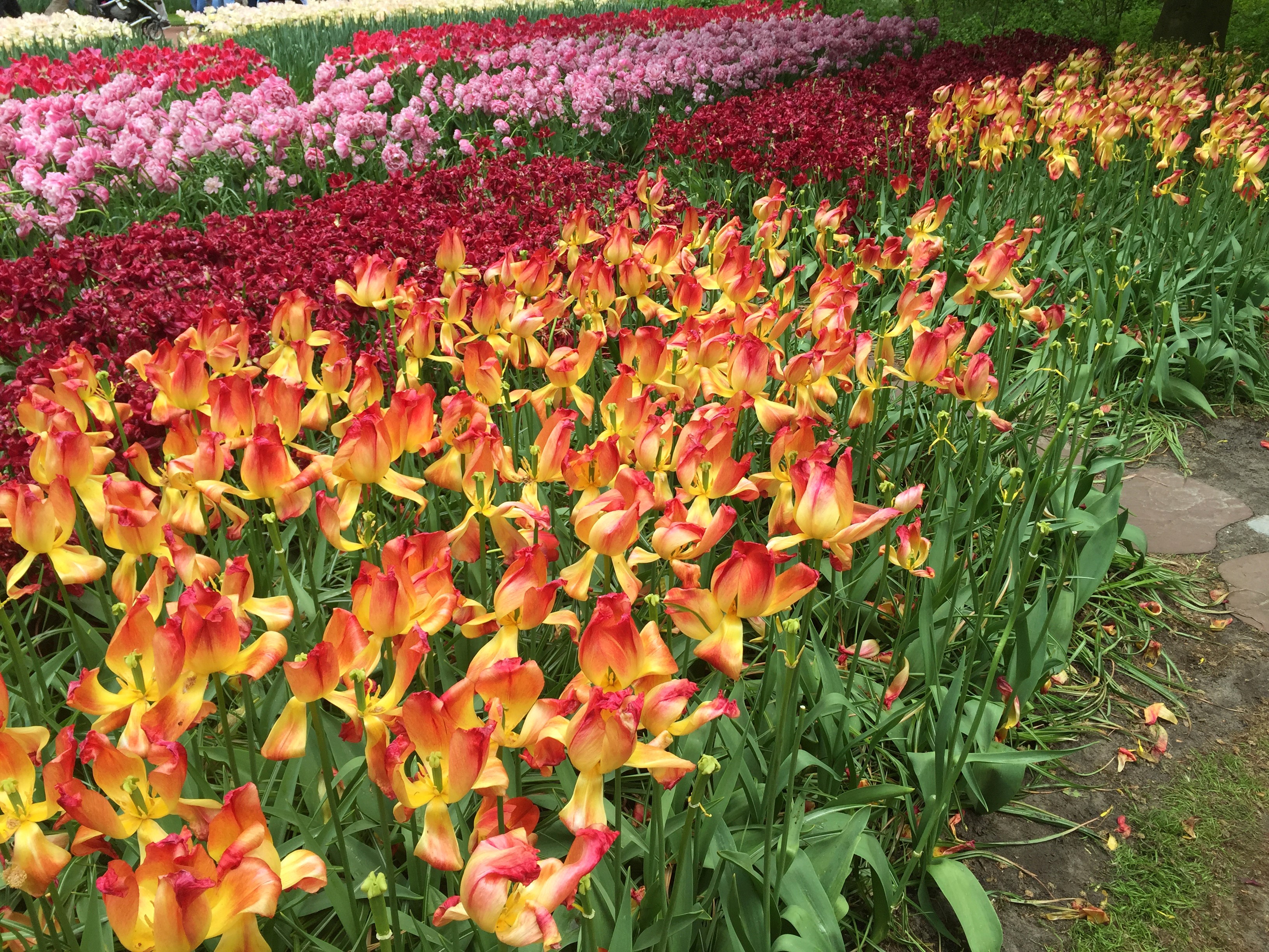 Rows of colorful tulips in a park HD Wallpaper
