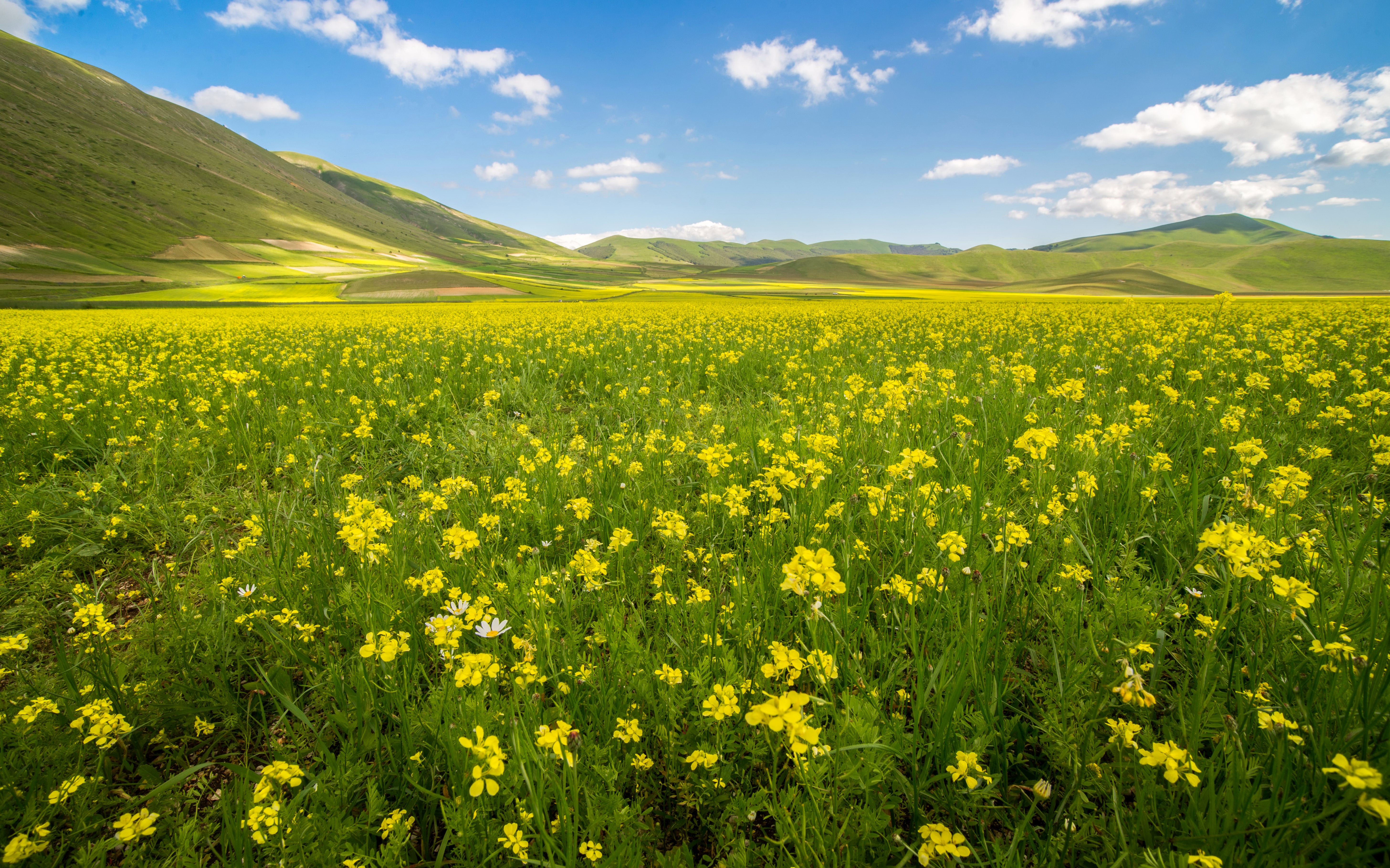 Field of yellow flowers under a blue sky HD Wallpaper