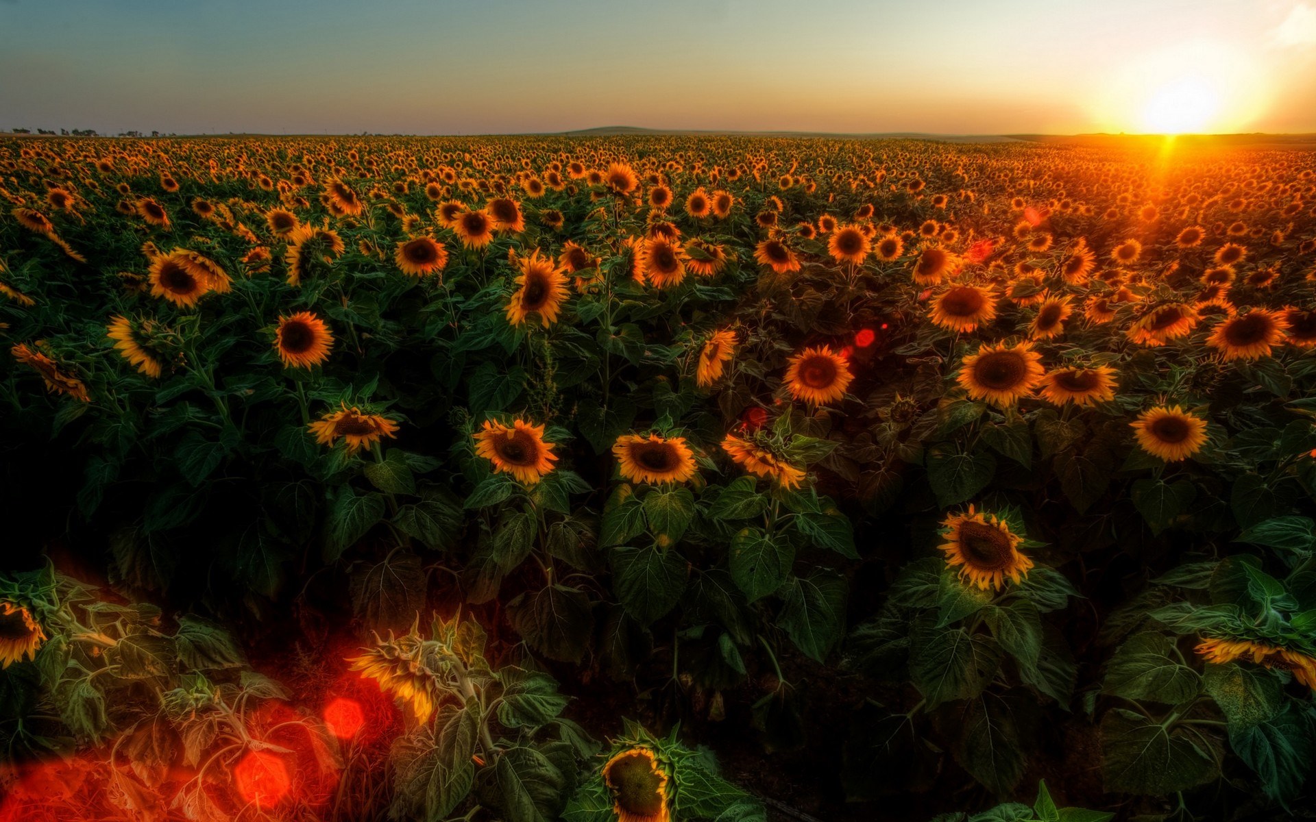 Field of sunflowers at sunset HD Wallpaper