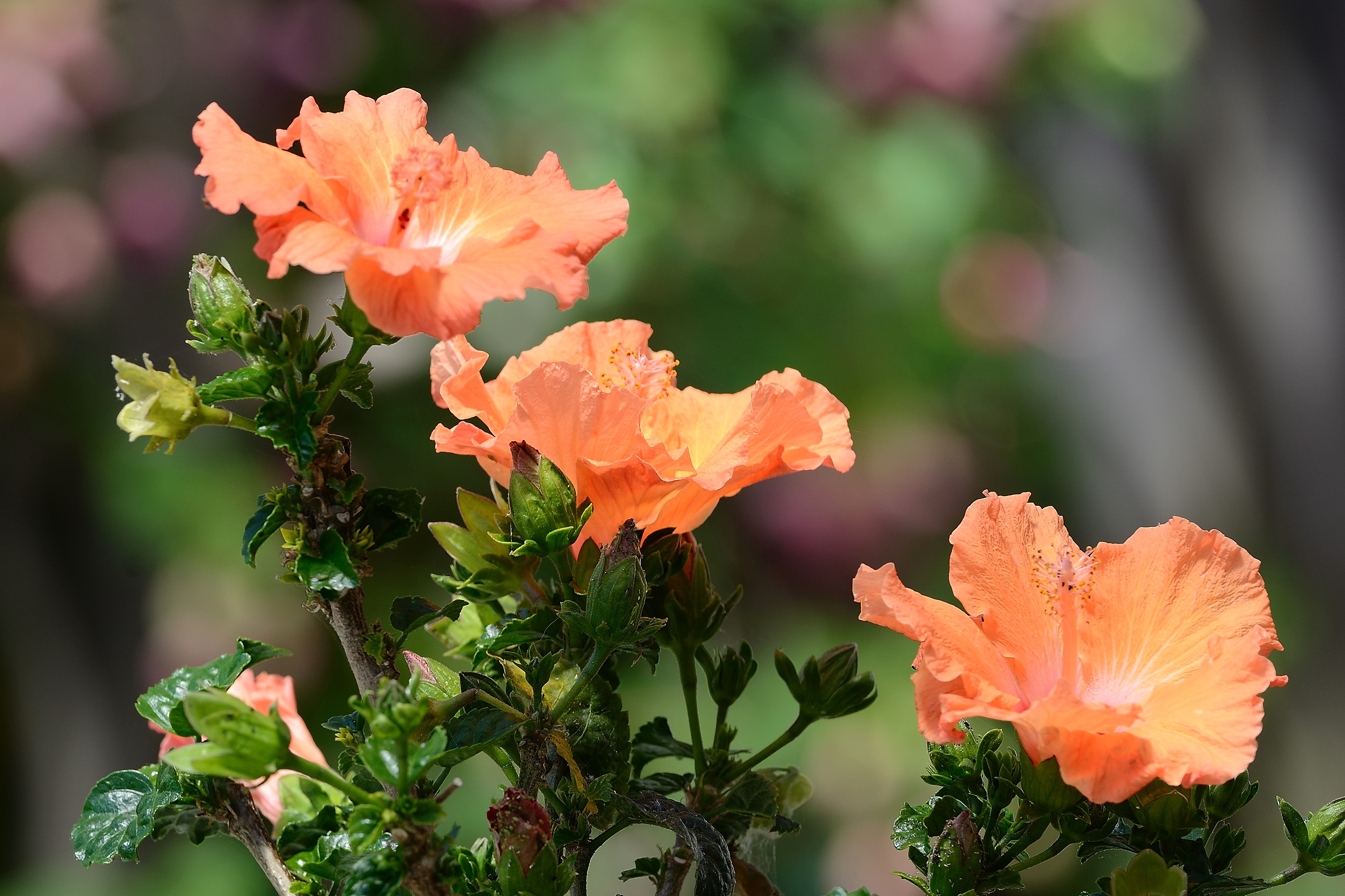 Three orange hibiscus flowers on a branch HD Wallpaper