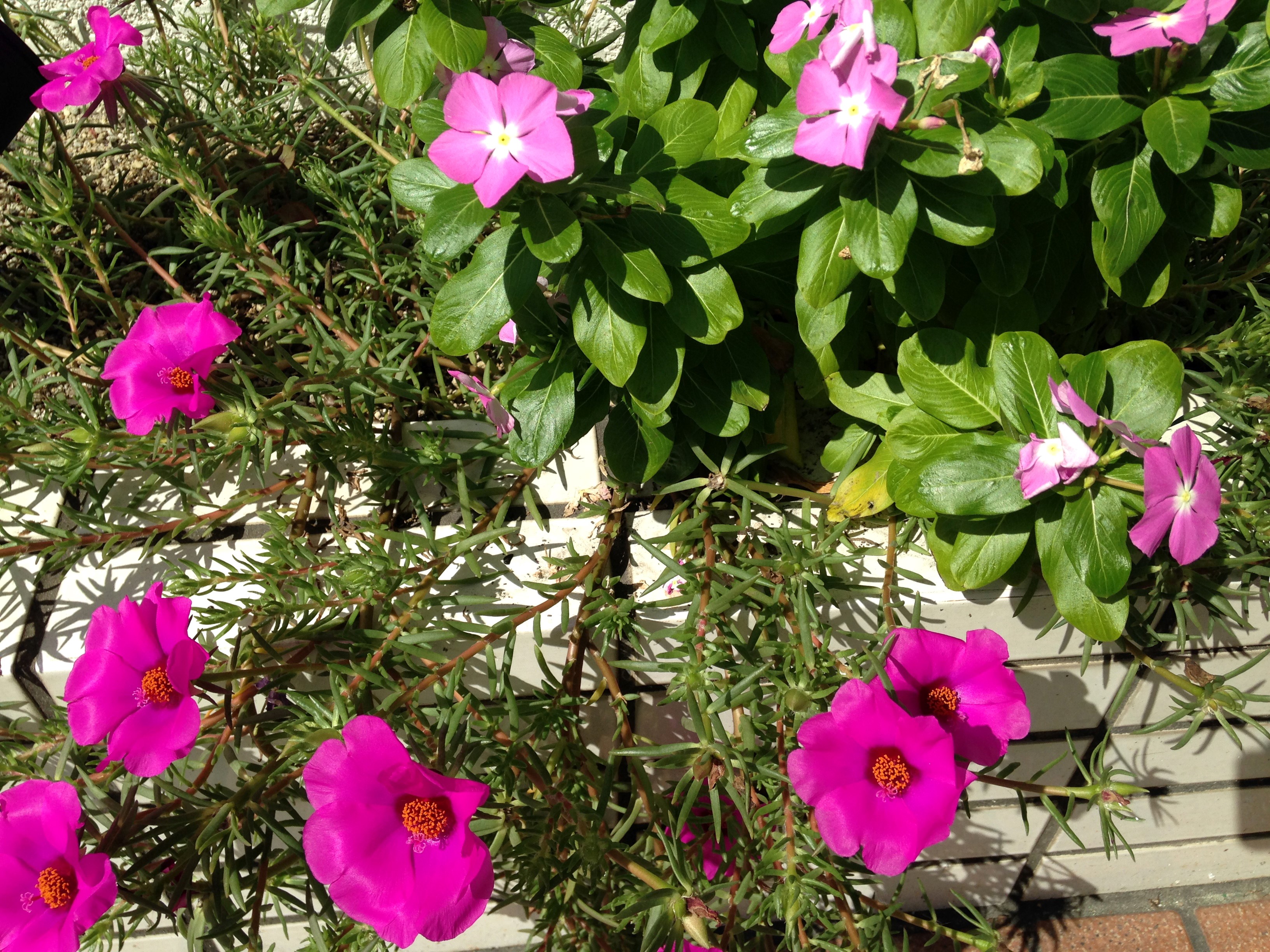 Pink Portulaca flowers in a planter HD Wallpaper