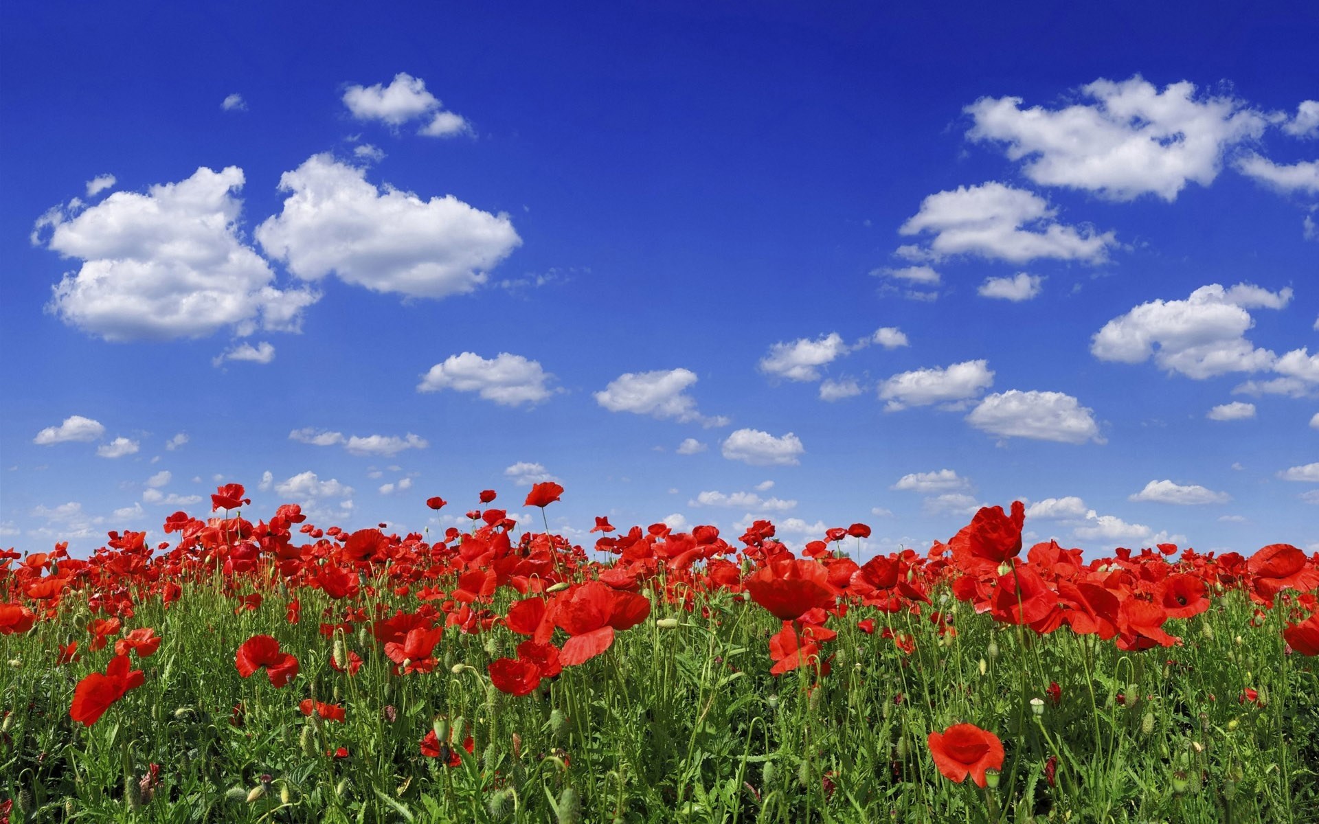 Field of red poppies under a blue sky with clouds HD Wallpaper