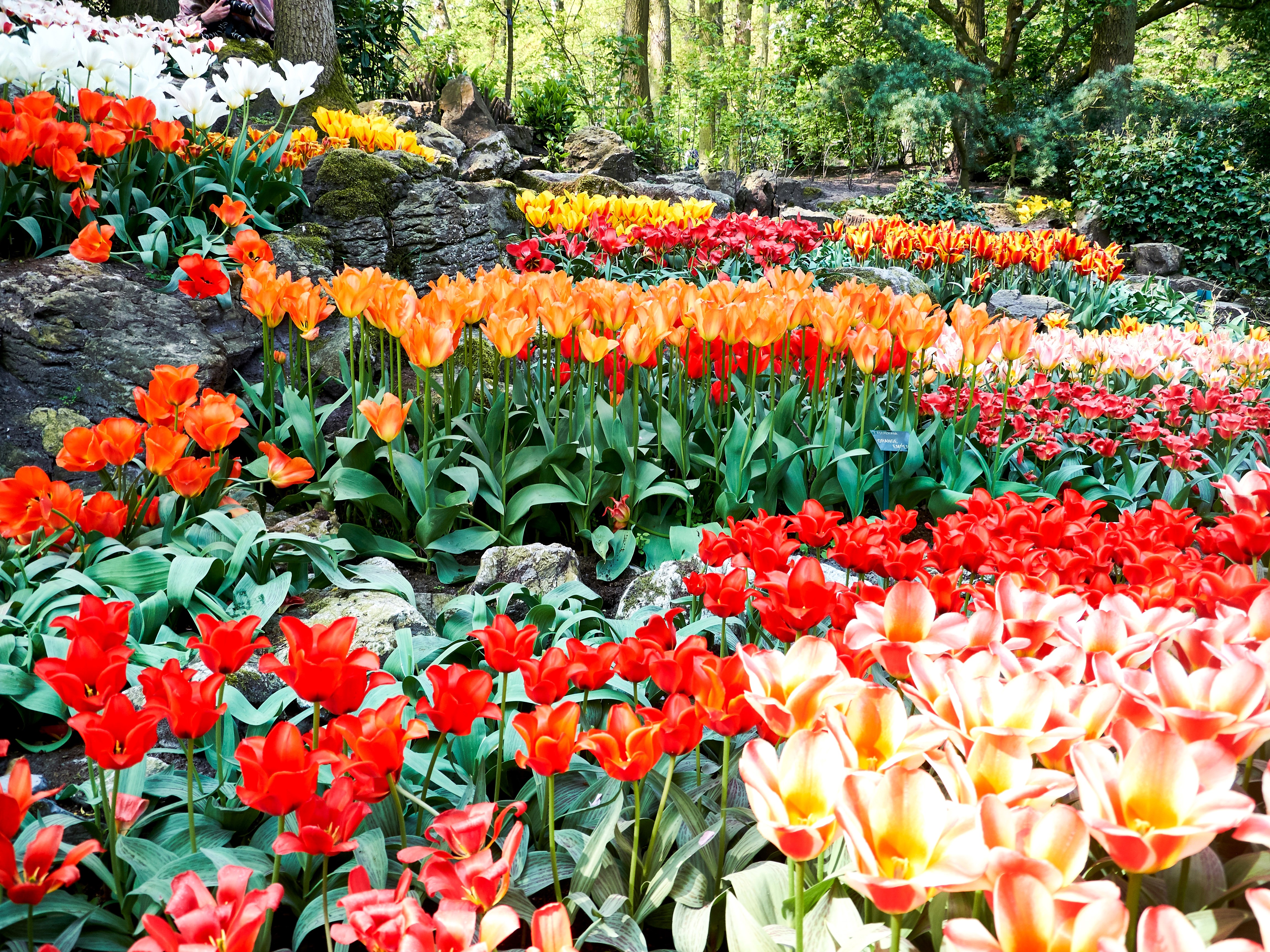 Keukenhof Gardens Netherlands Tulips HD Wallpaper