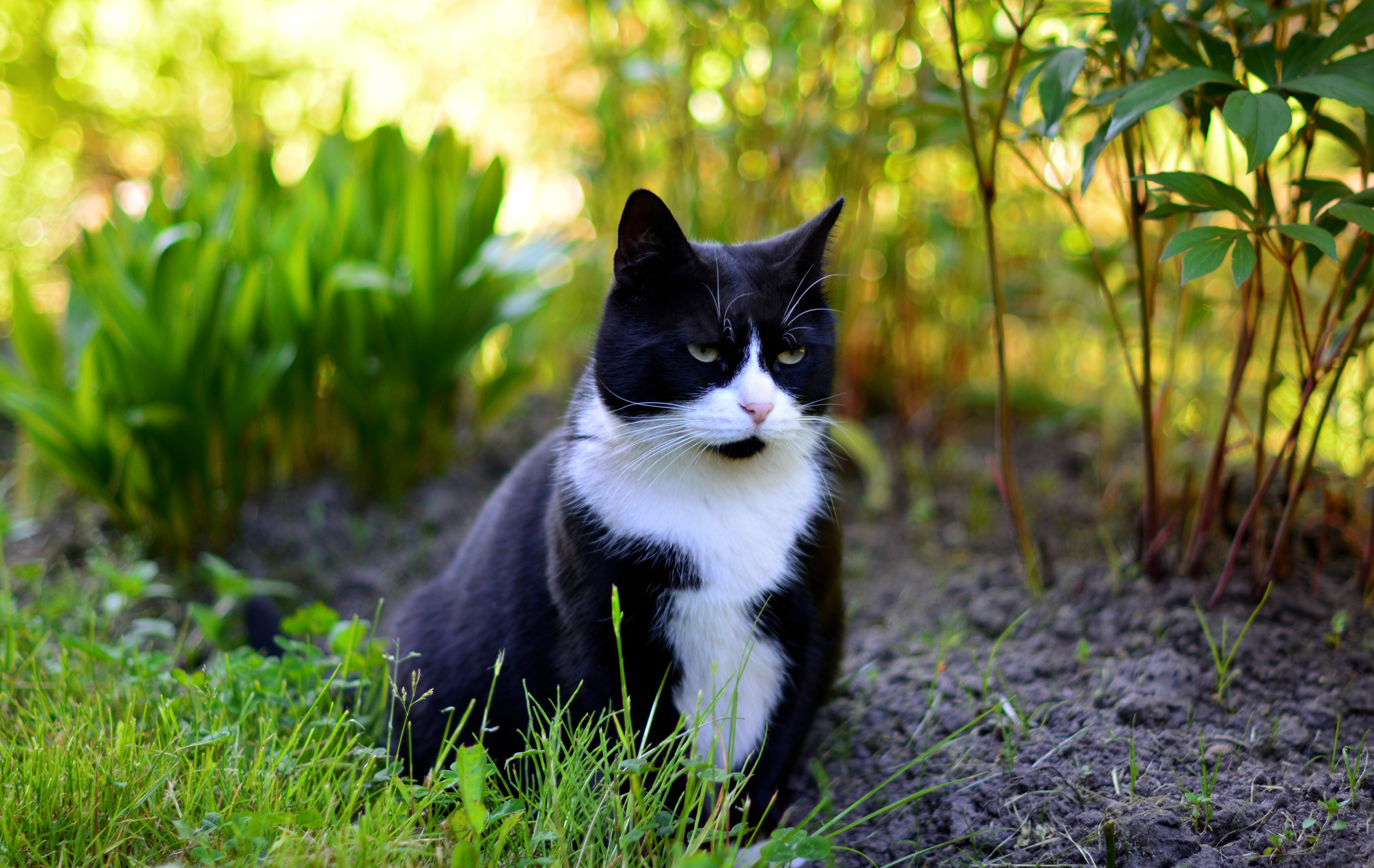 Black and white cat sitting in garden HD Wallpaper
