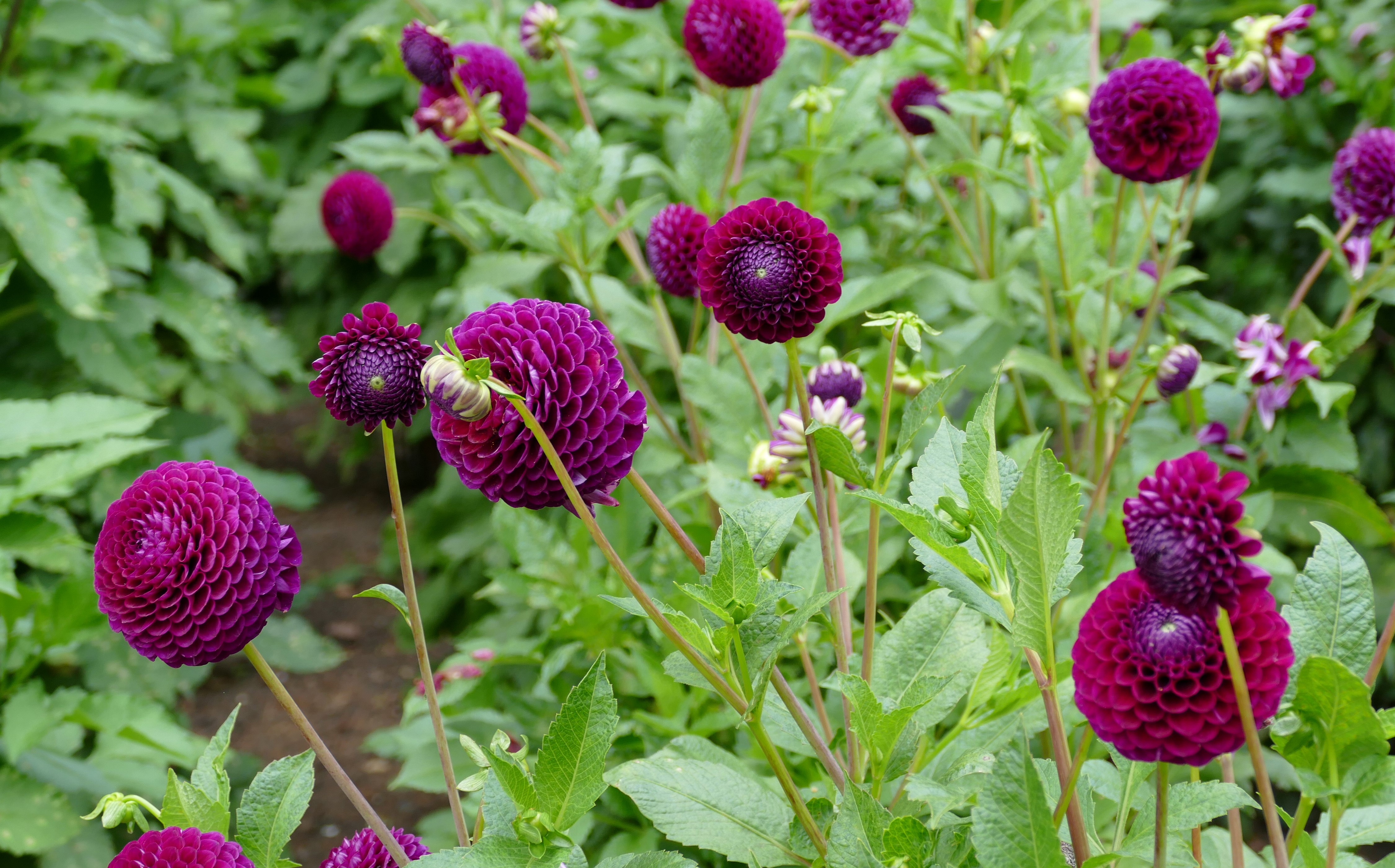 4K Dahlias in Wine Color HD Wallpaper