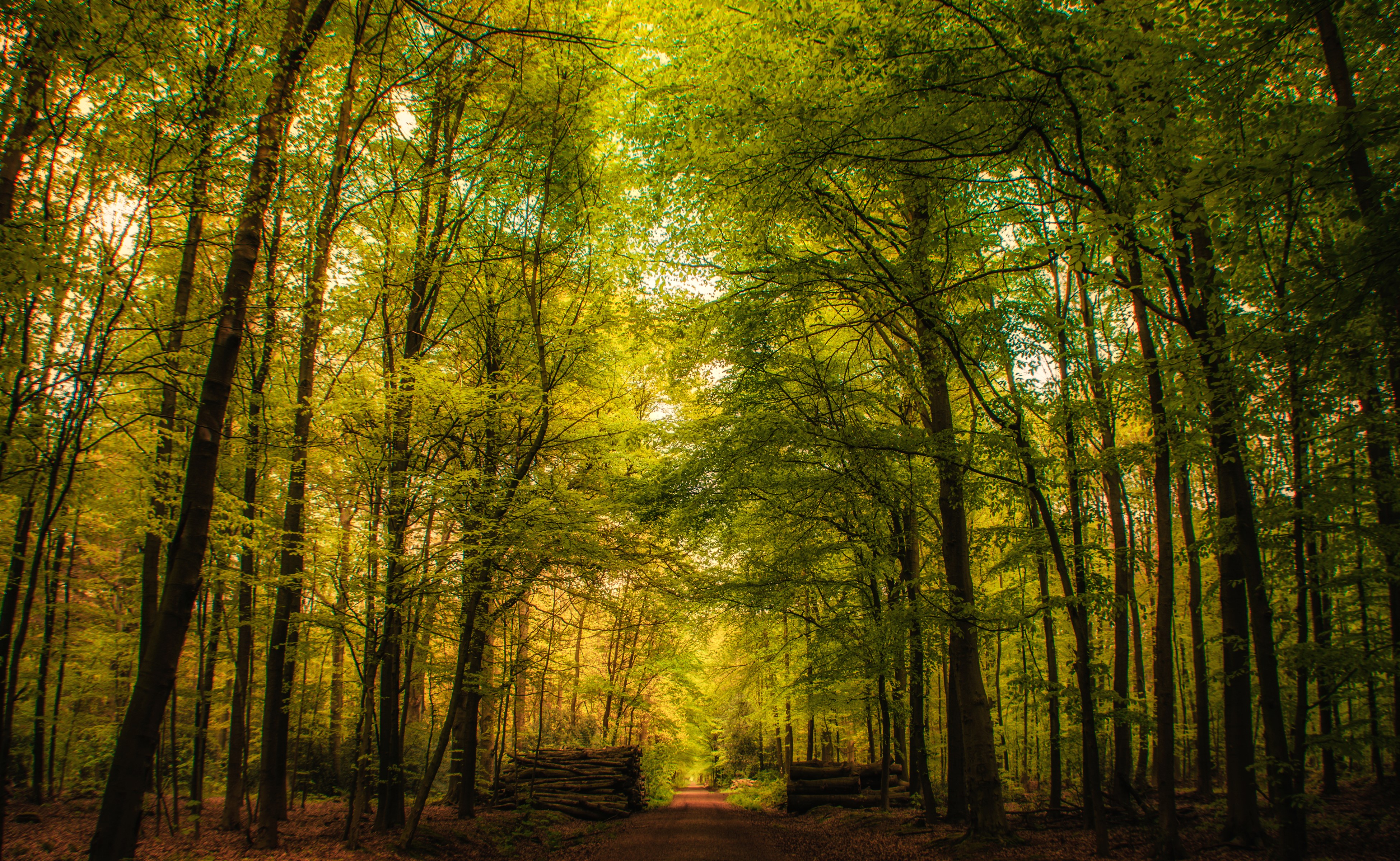 Forest path with trees and logs in Germany HD Wallpaper