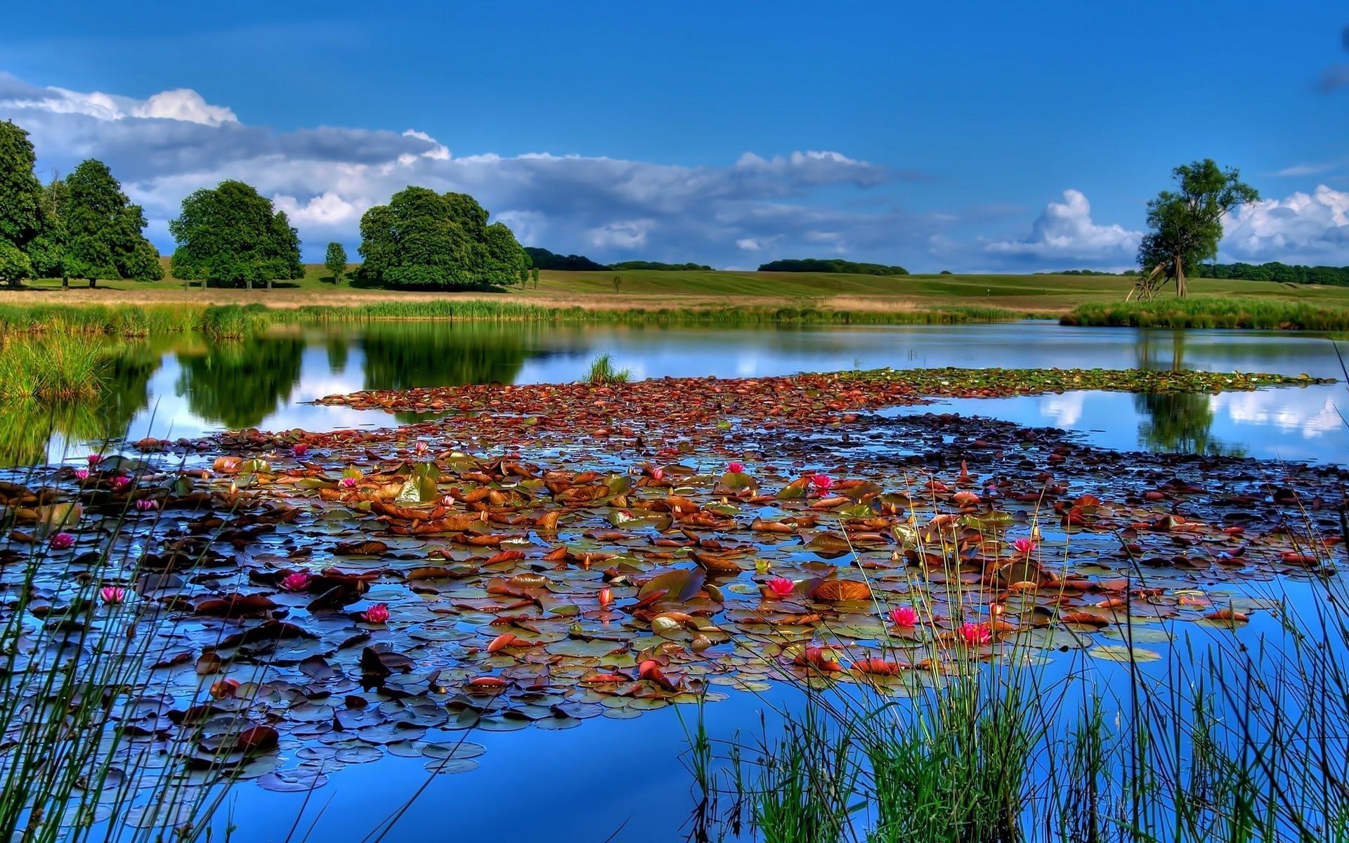 Lake with lily pads and trees under a blue sky HD Wallpaper