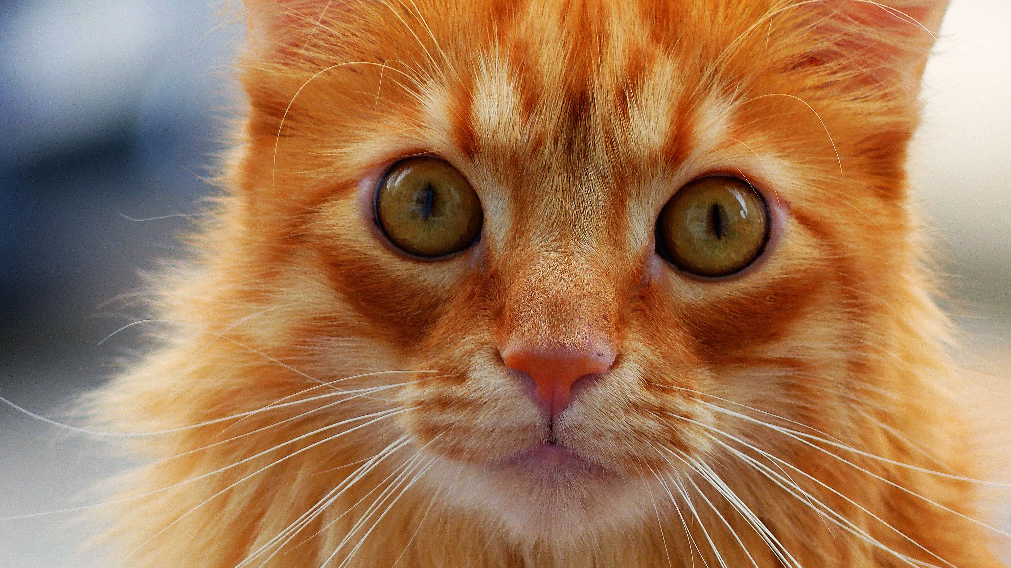 Close-up of a ginger cat's face HD Wallpaper