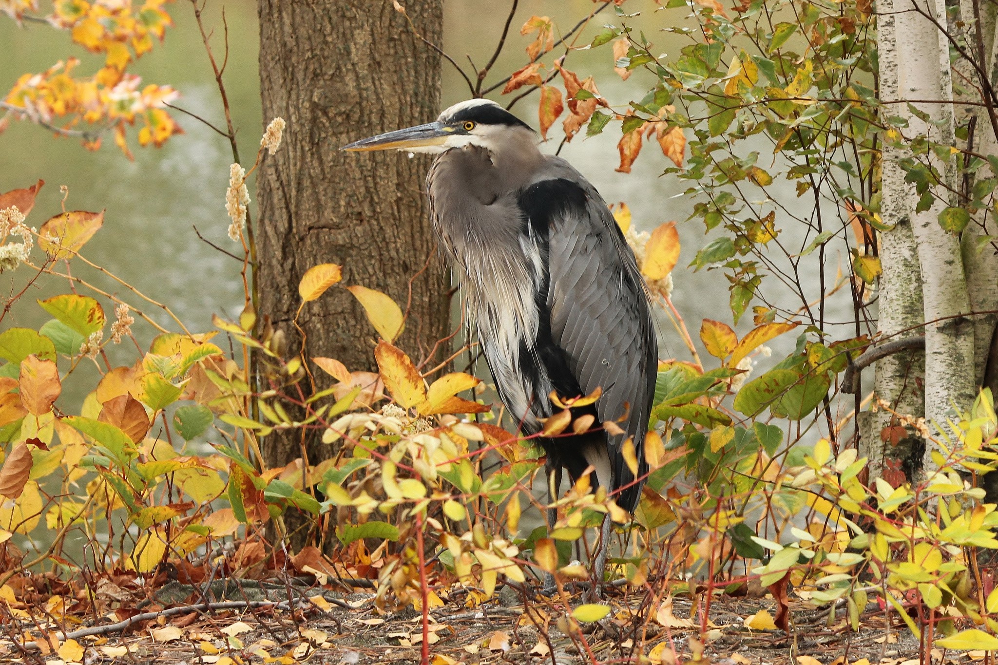 Great Blue Heron standing by a tree in autumn HD Wallpaper