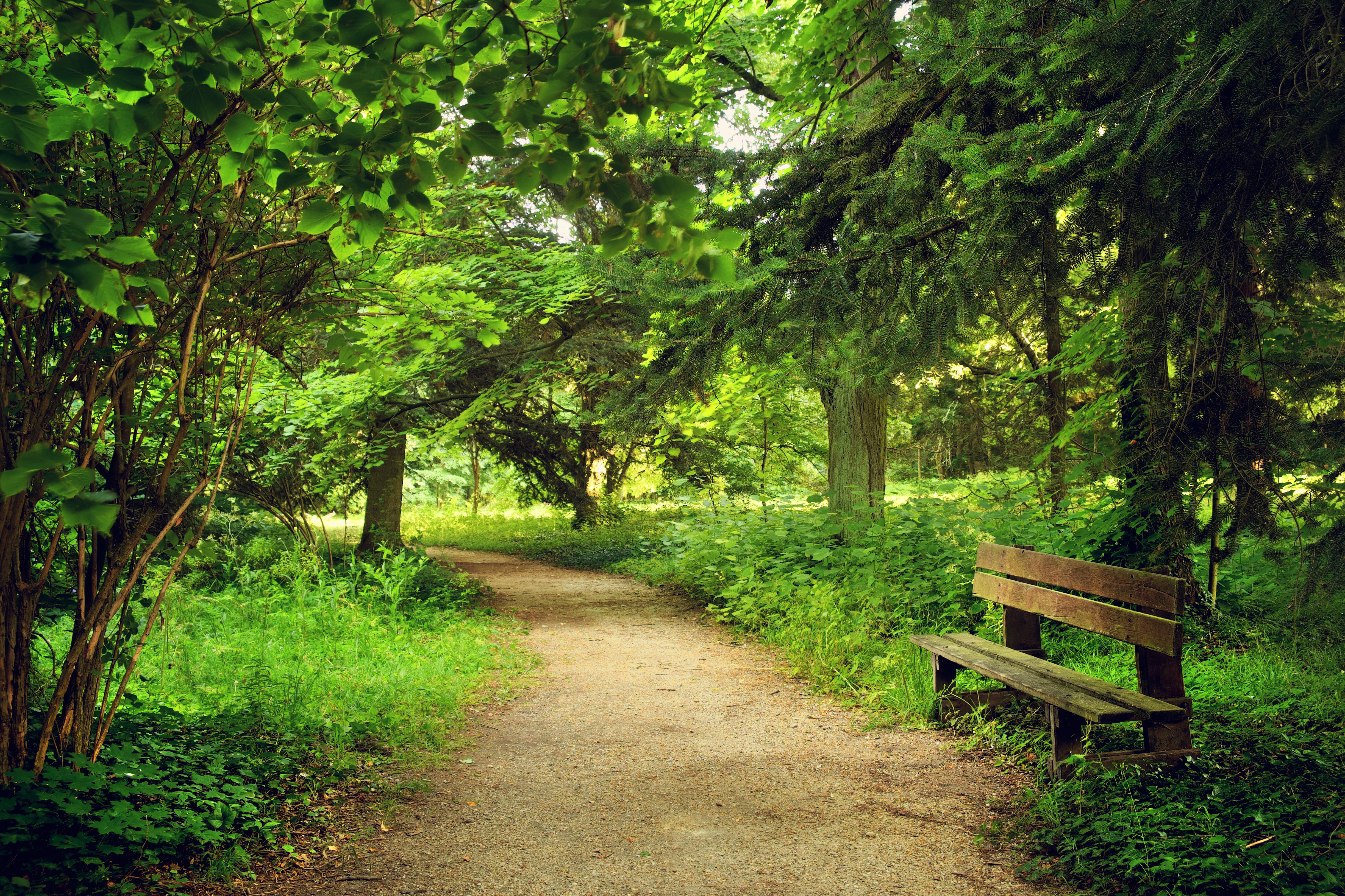Park path with a wooden bench and trees HD Wallpaper