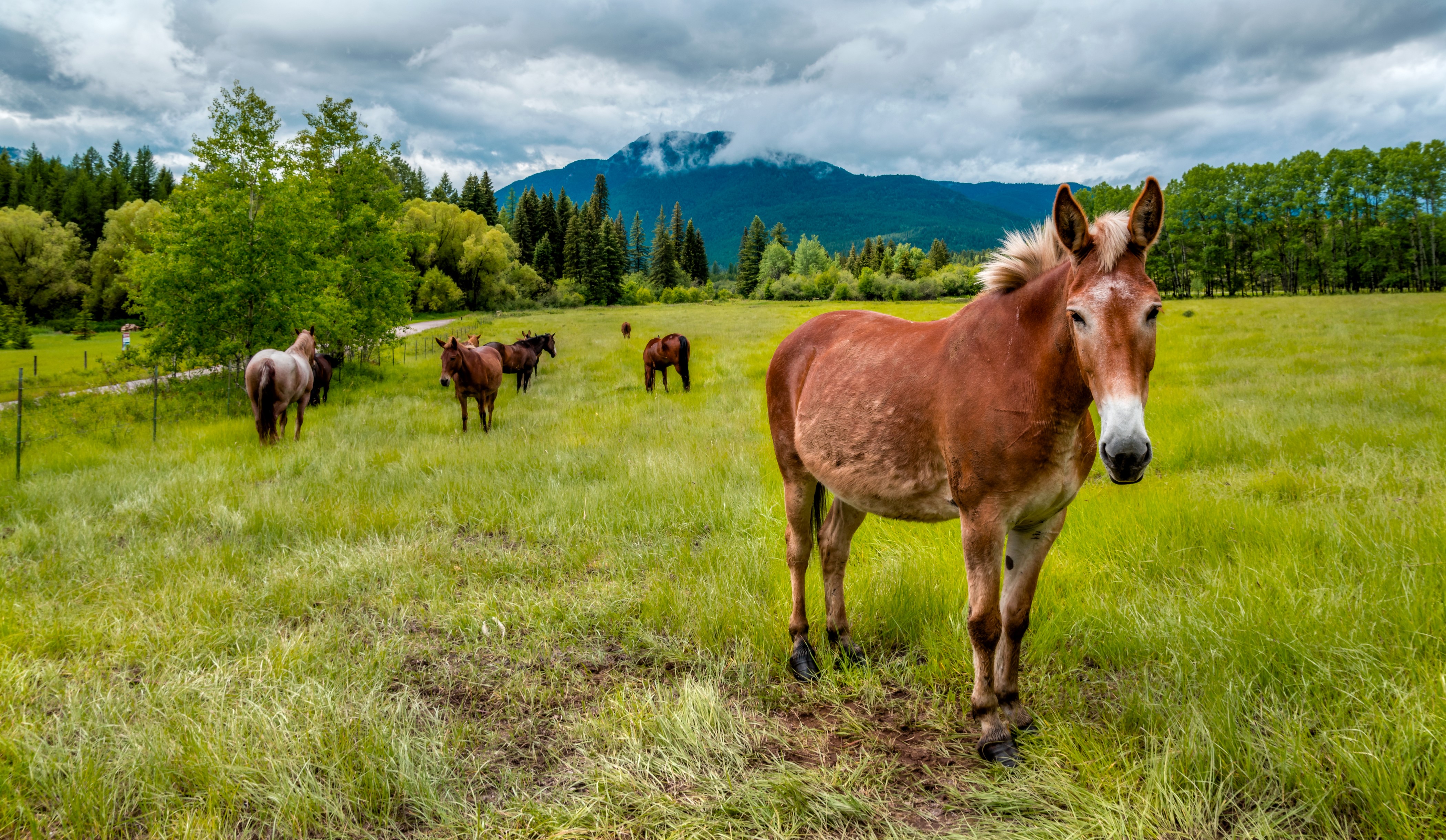 Horses in a grassy field with mountains HD Wallpaper