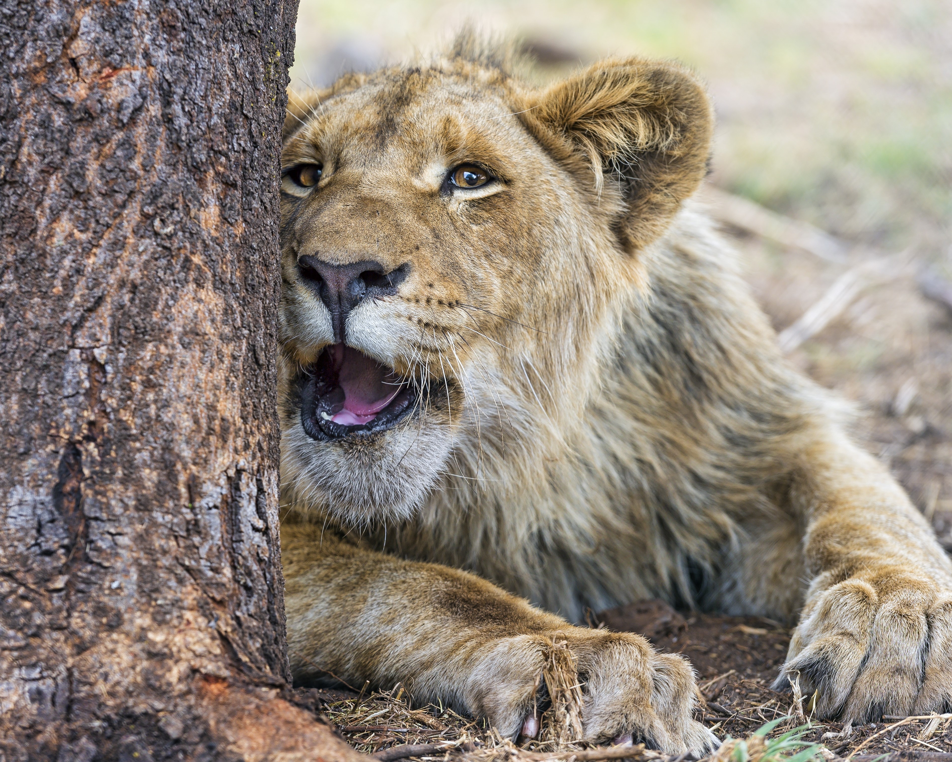 Young lion peeking from behind a tree HD Wallpaper