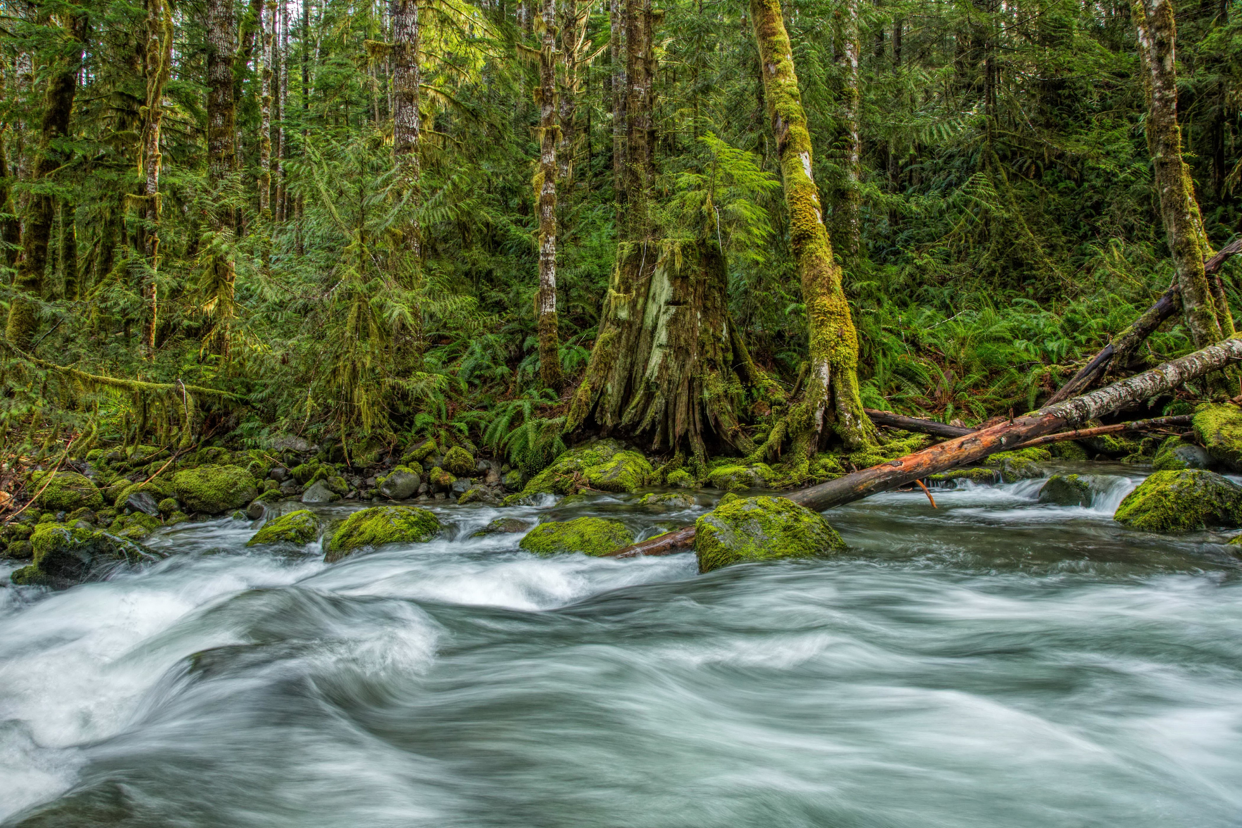 4K Vancouver Island St. Andrew Creek River Forest HD Wallpaper