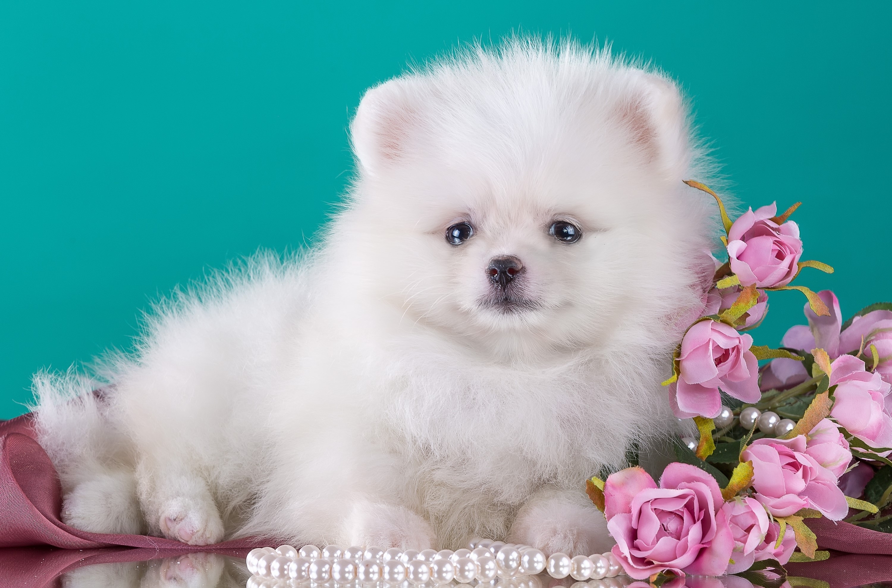 White Pomeranian Puppy with Pink Roses and Pearls HD Wallpaper