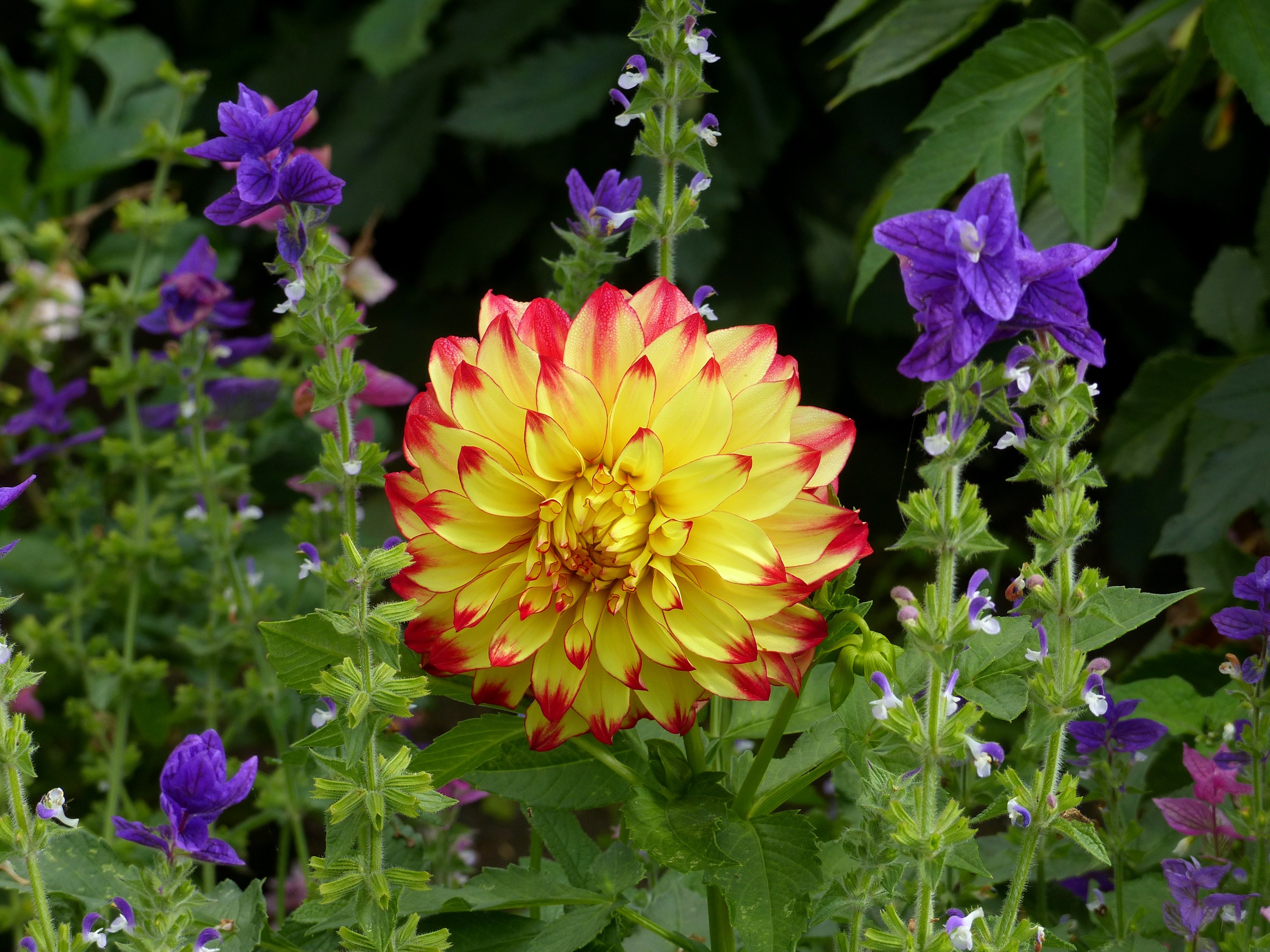 Yellow and red dahlia flower with purple salvia HD Wallpaper