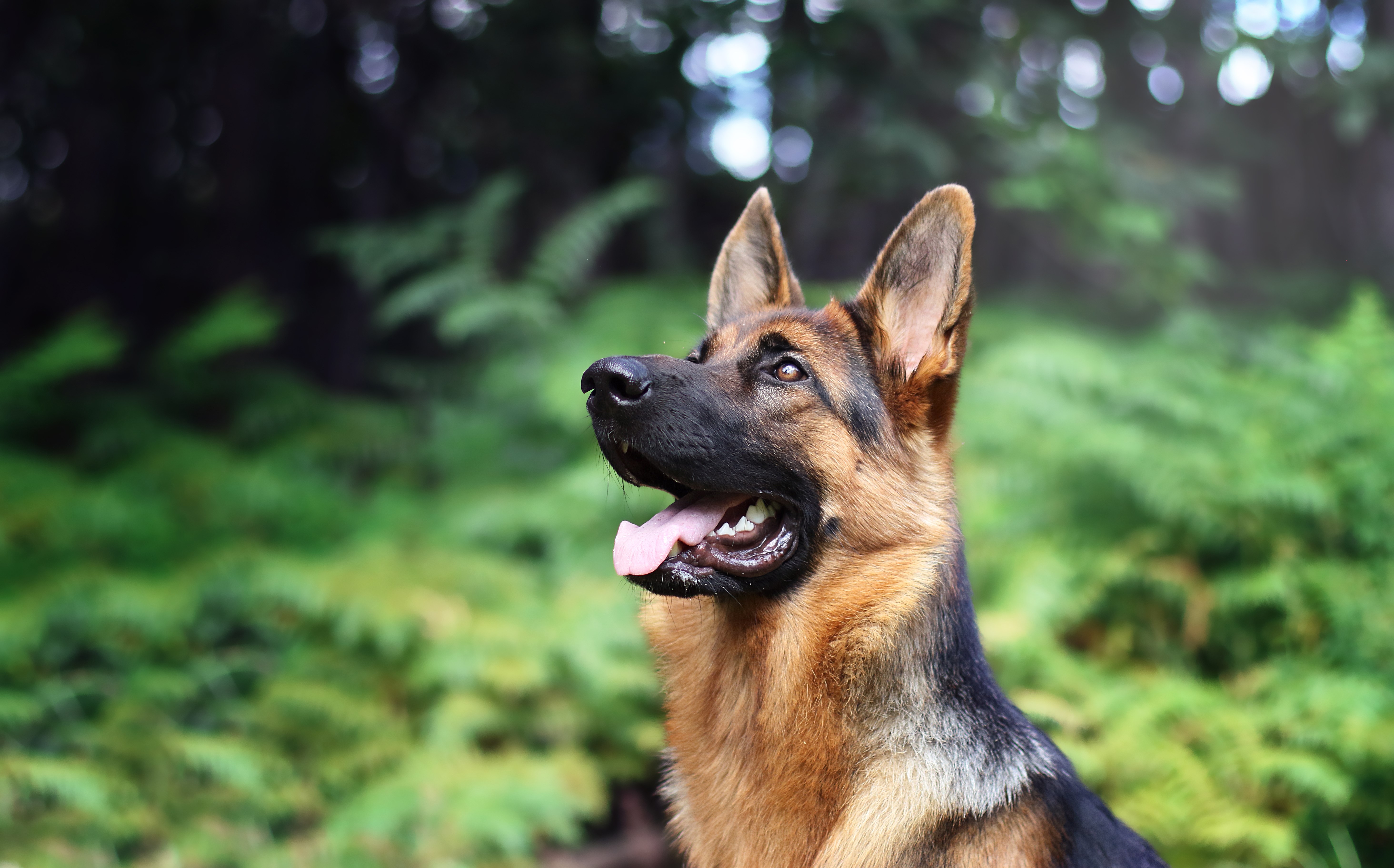 German Shepherd dog in a forest HD Wallpaper