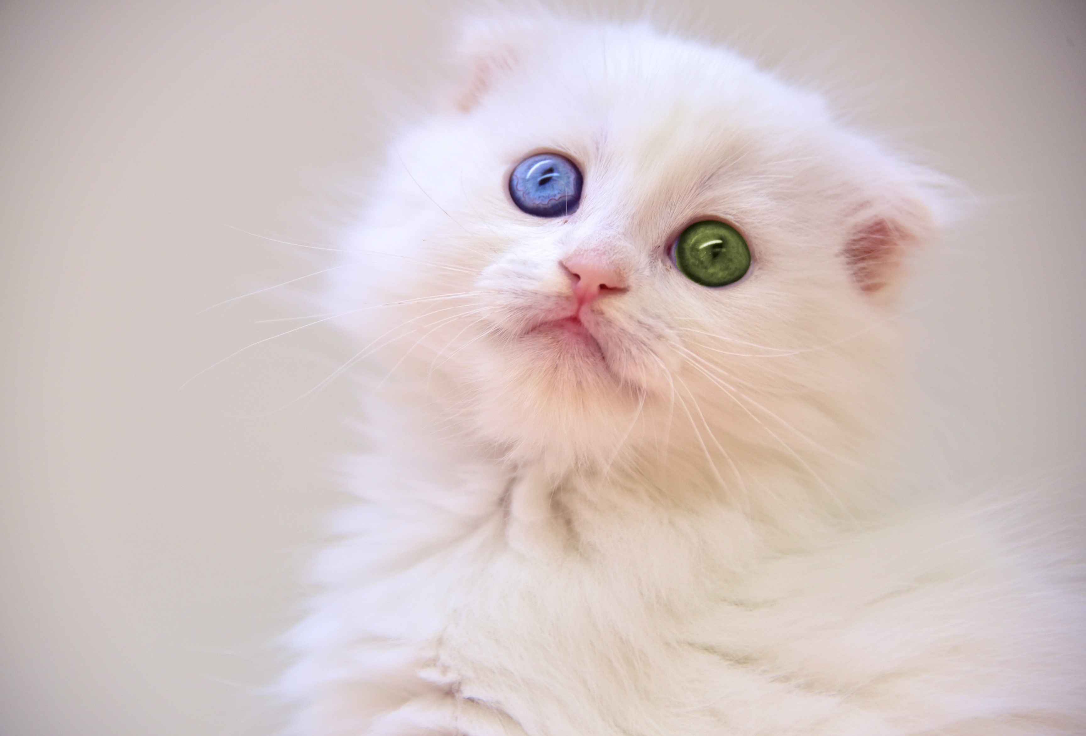 White kitten with heterochromia HD Wallpaper