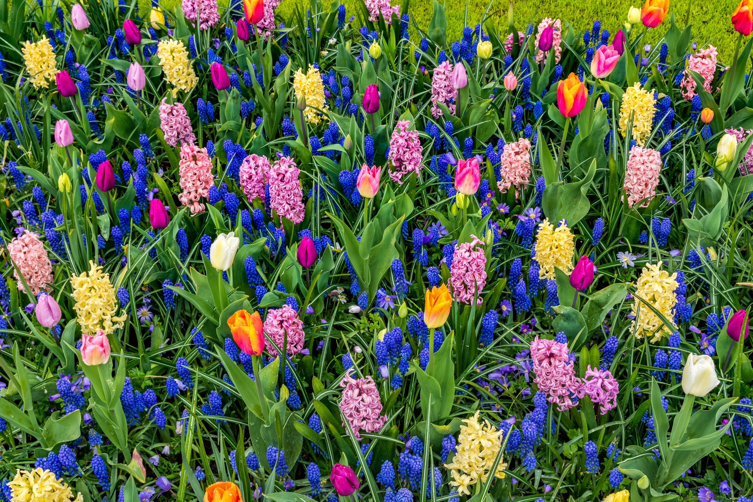 Colorful Tulip and Hyacinth Flower Meadow HD Wallpaper