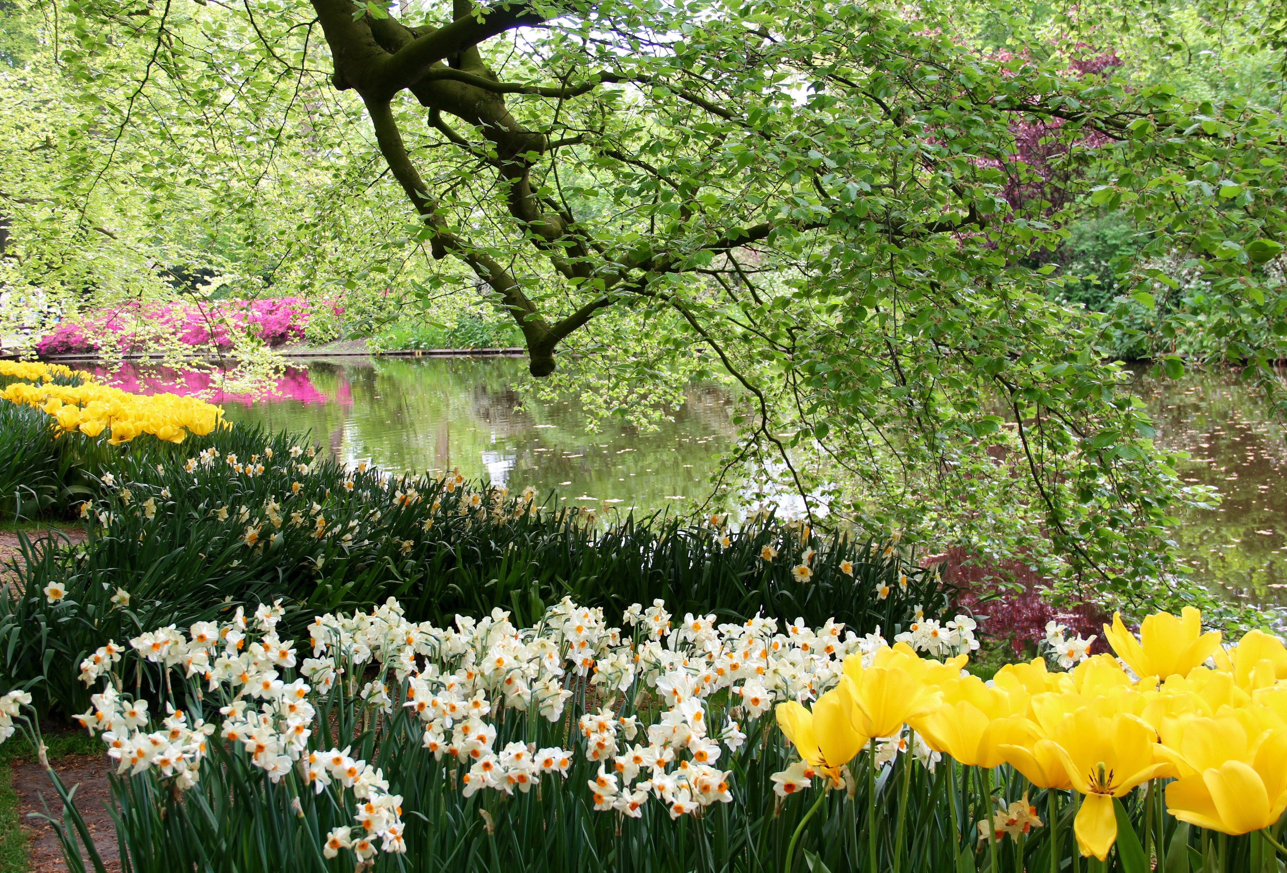 Keukenhof Gardens with Daffodils, Tulips, and Pond HD Wallpaper