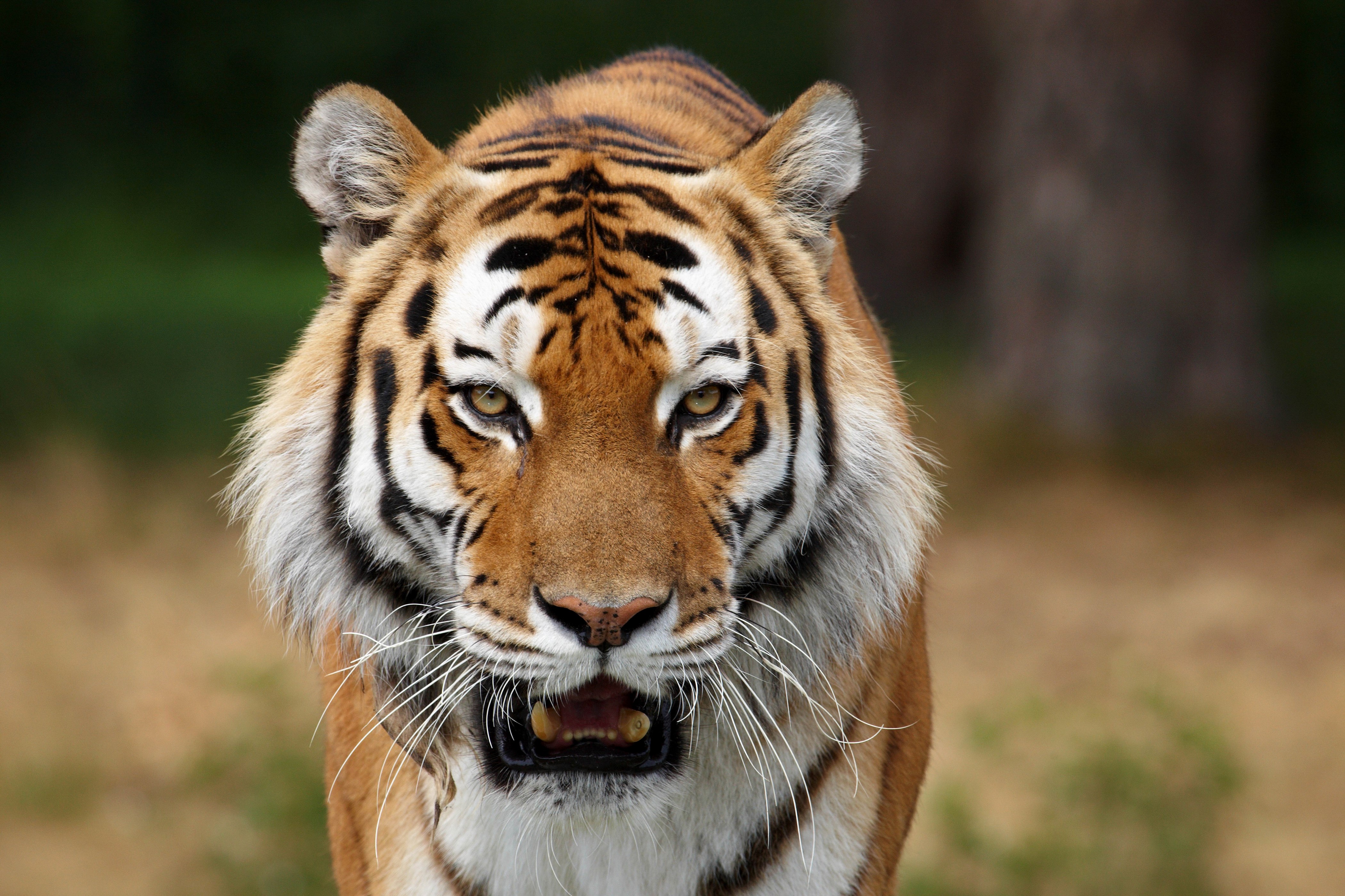 Tiger with open mouth HD Wallpaper