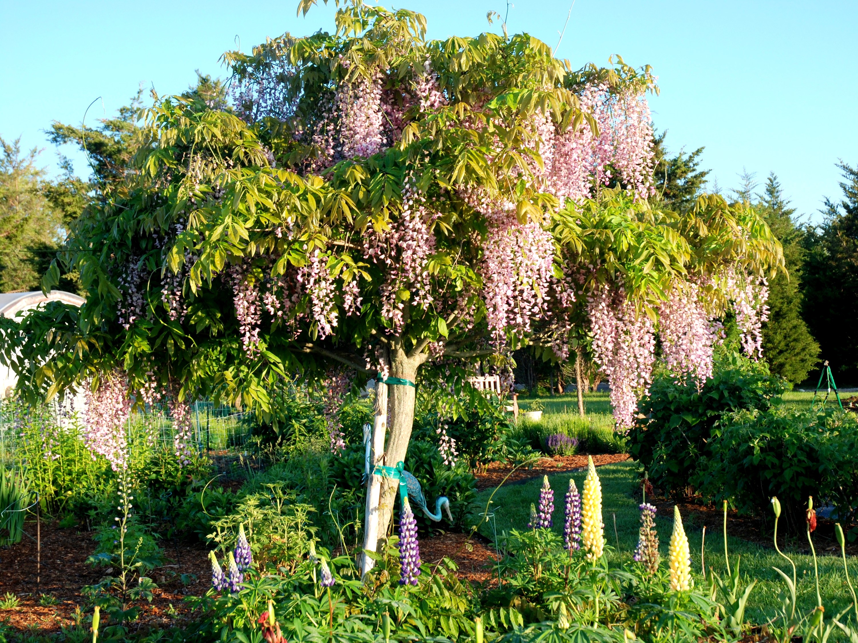 Wisteria tree with Lupinus flowers in a garden HD Wallpaper