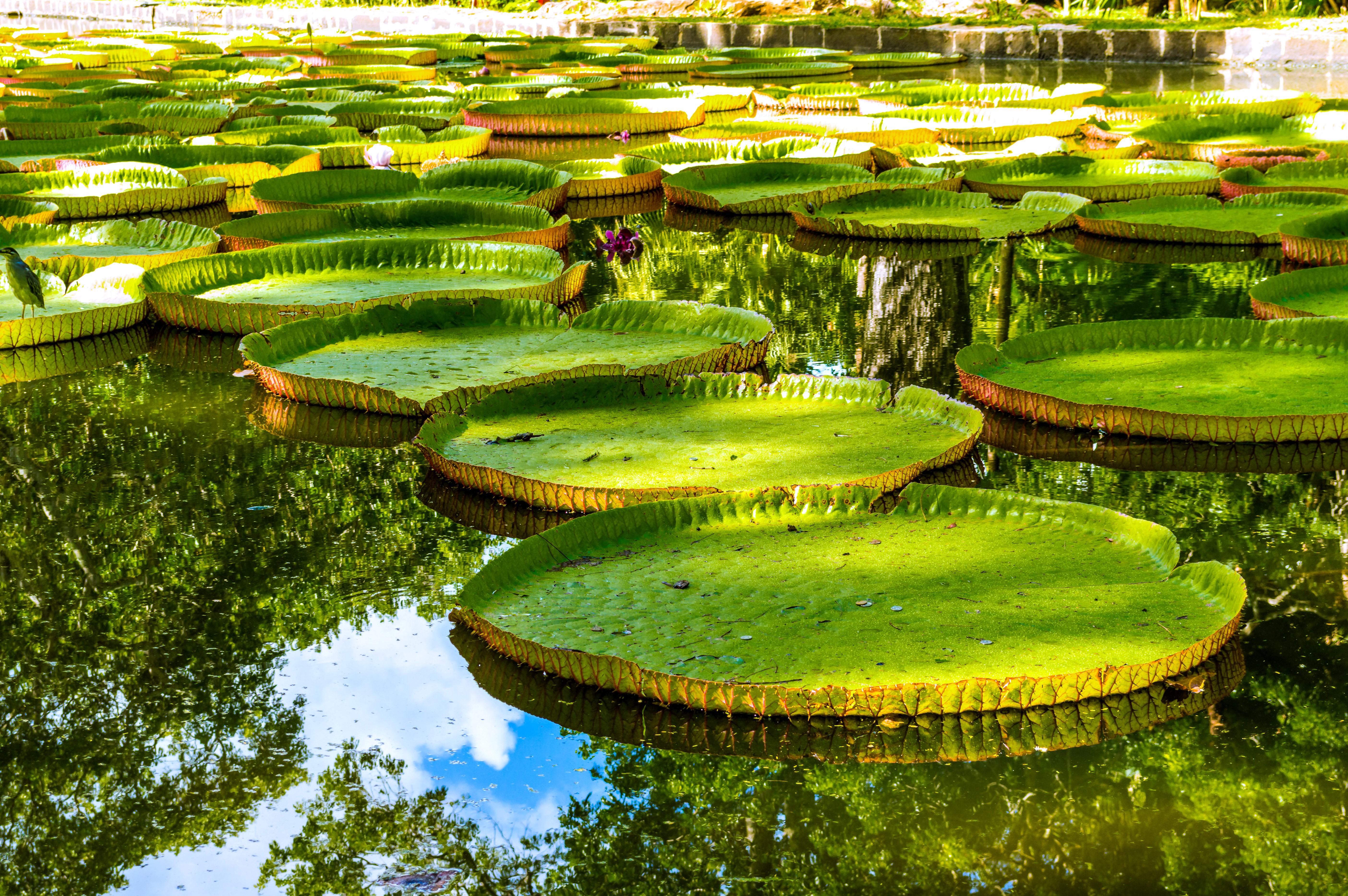 Victoria amazonica water lilies in a pond HD Wallpaper