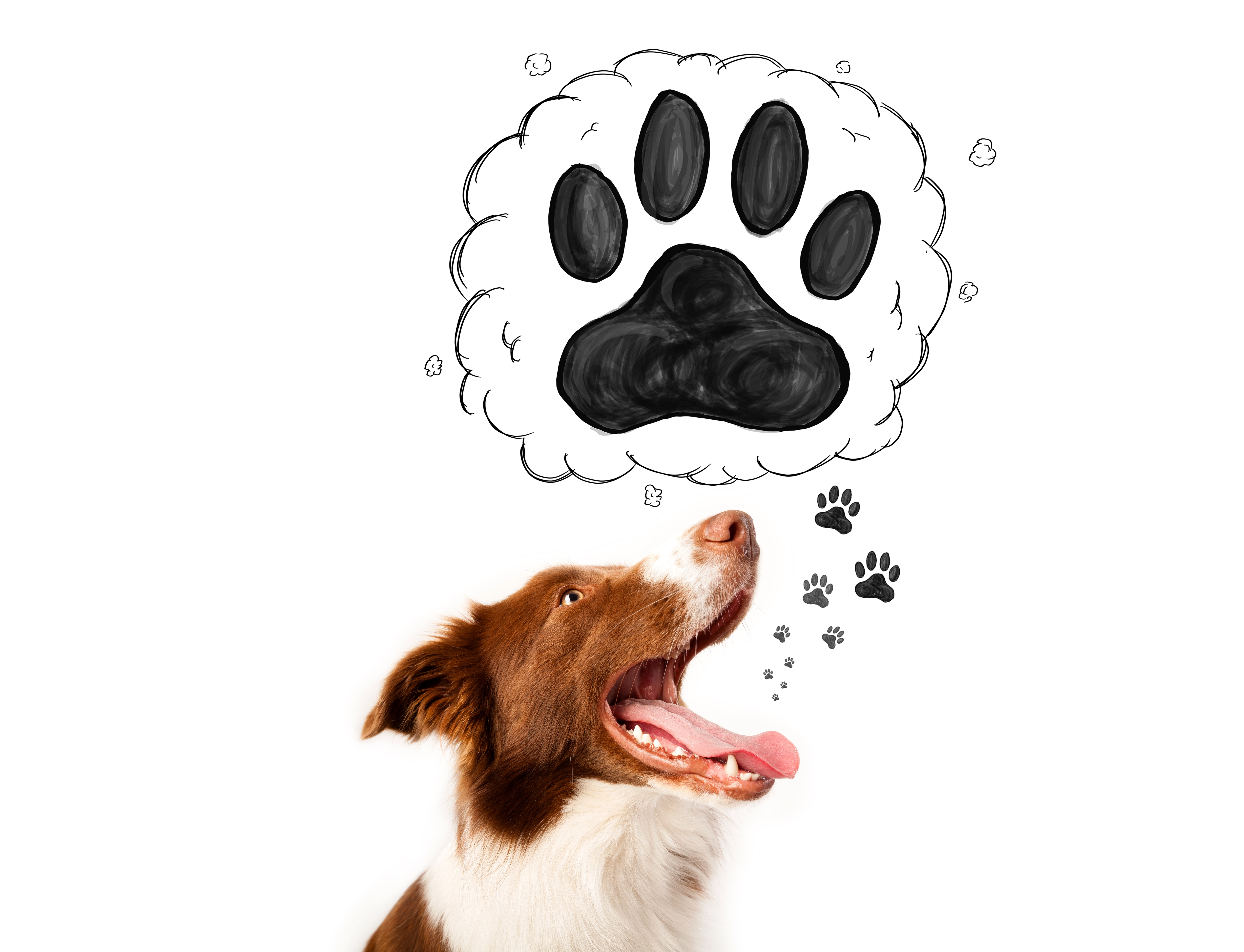 Border Collie Dog Thinking About Paws HD Wallpaper