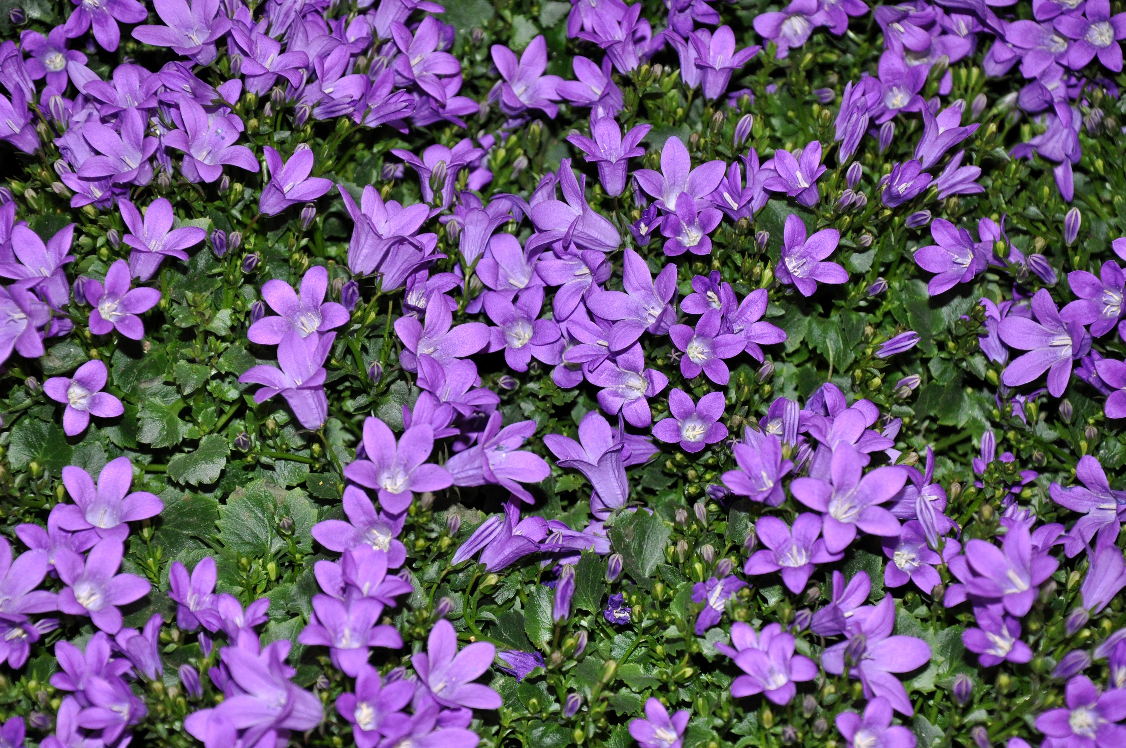 Many Violet Campanula Flowers HD Wallpaper
