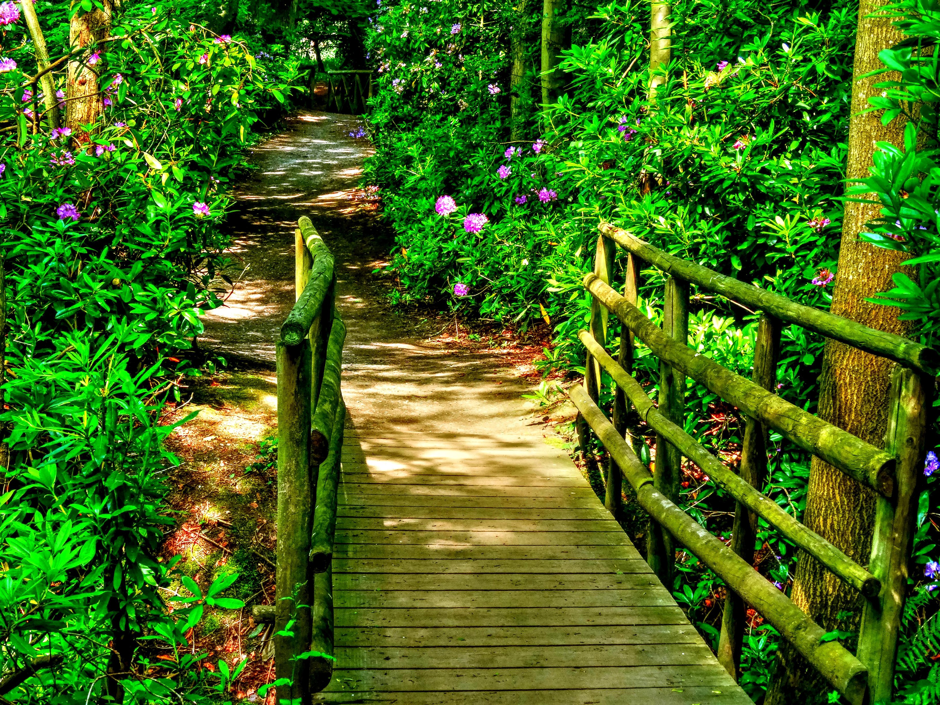 Wooden bridge over a path in a garden with rhododendrons HD Wallpaper