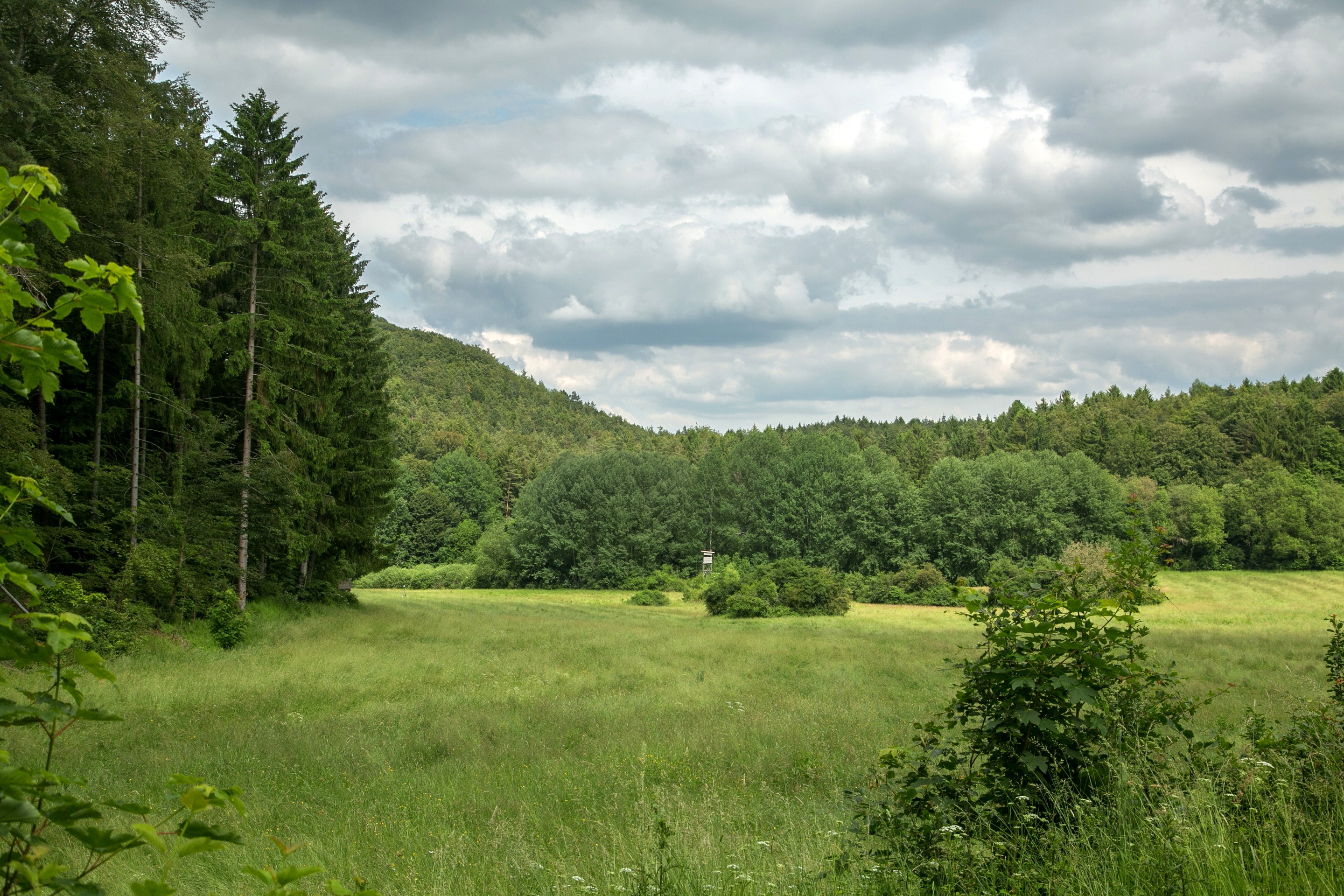 Green meadow and forest under cloudy sky in Koenigstein, Germany HD Wallpaper