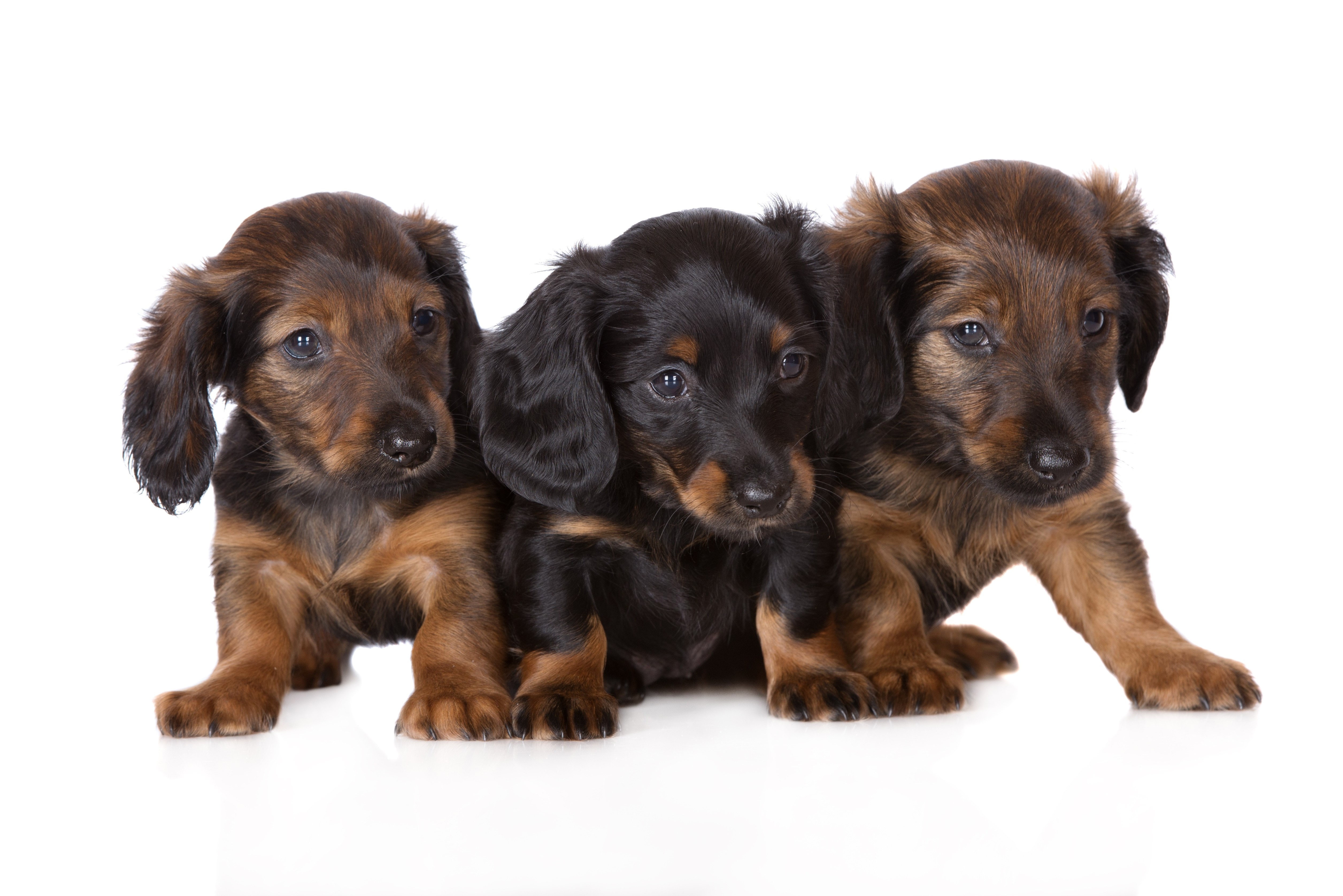 Three Dachshund Puppies on White Background HD Wallpaper