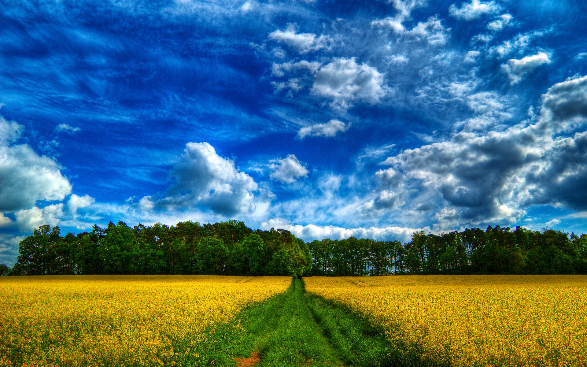 Yellow field with a path leading to a forest under a blue sky HD Wallpaper