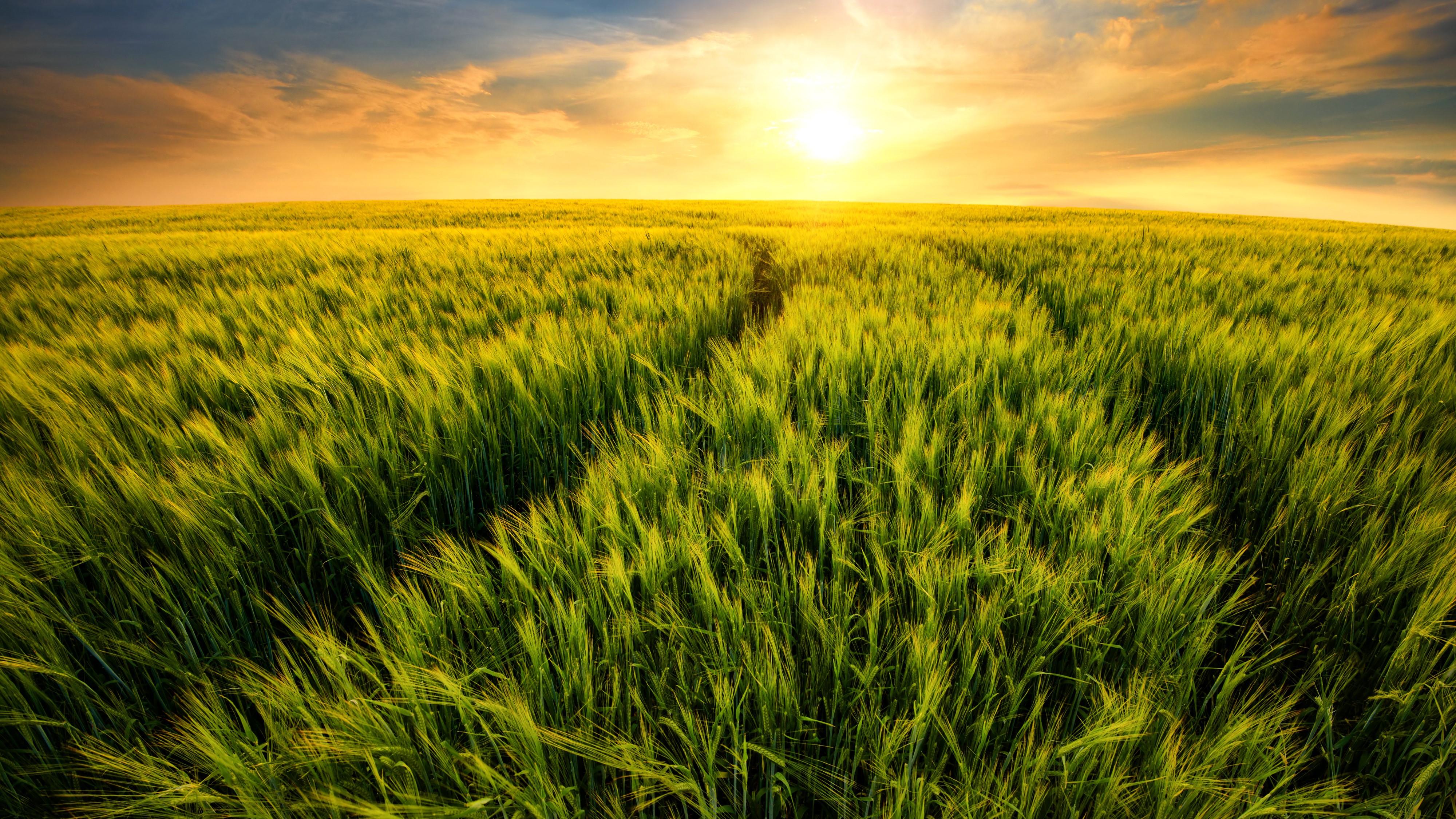 Field of wheat at sunset HD Wallpaper