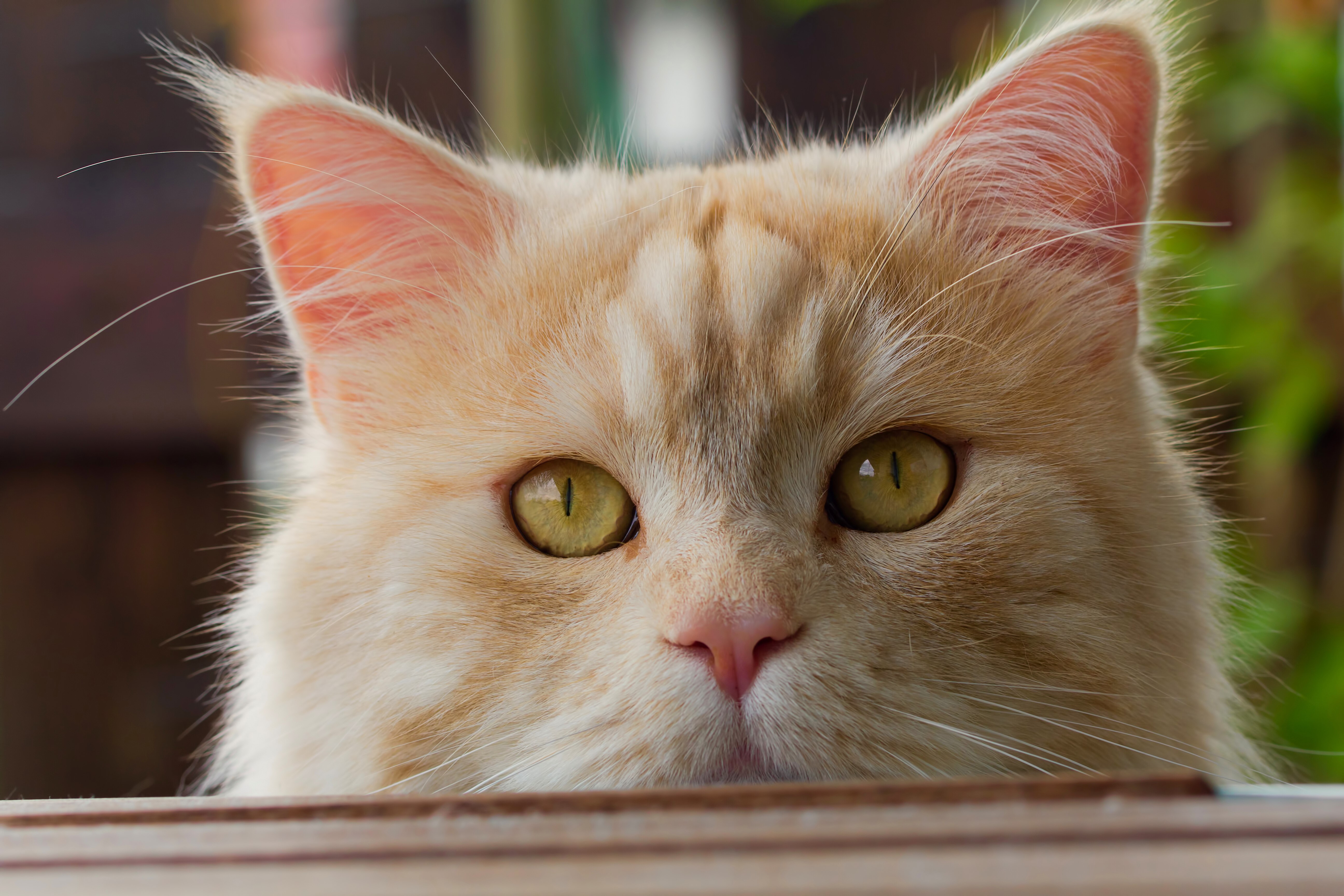 Close-up of a ginger cat's face HD Wallpaper